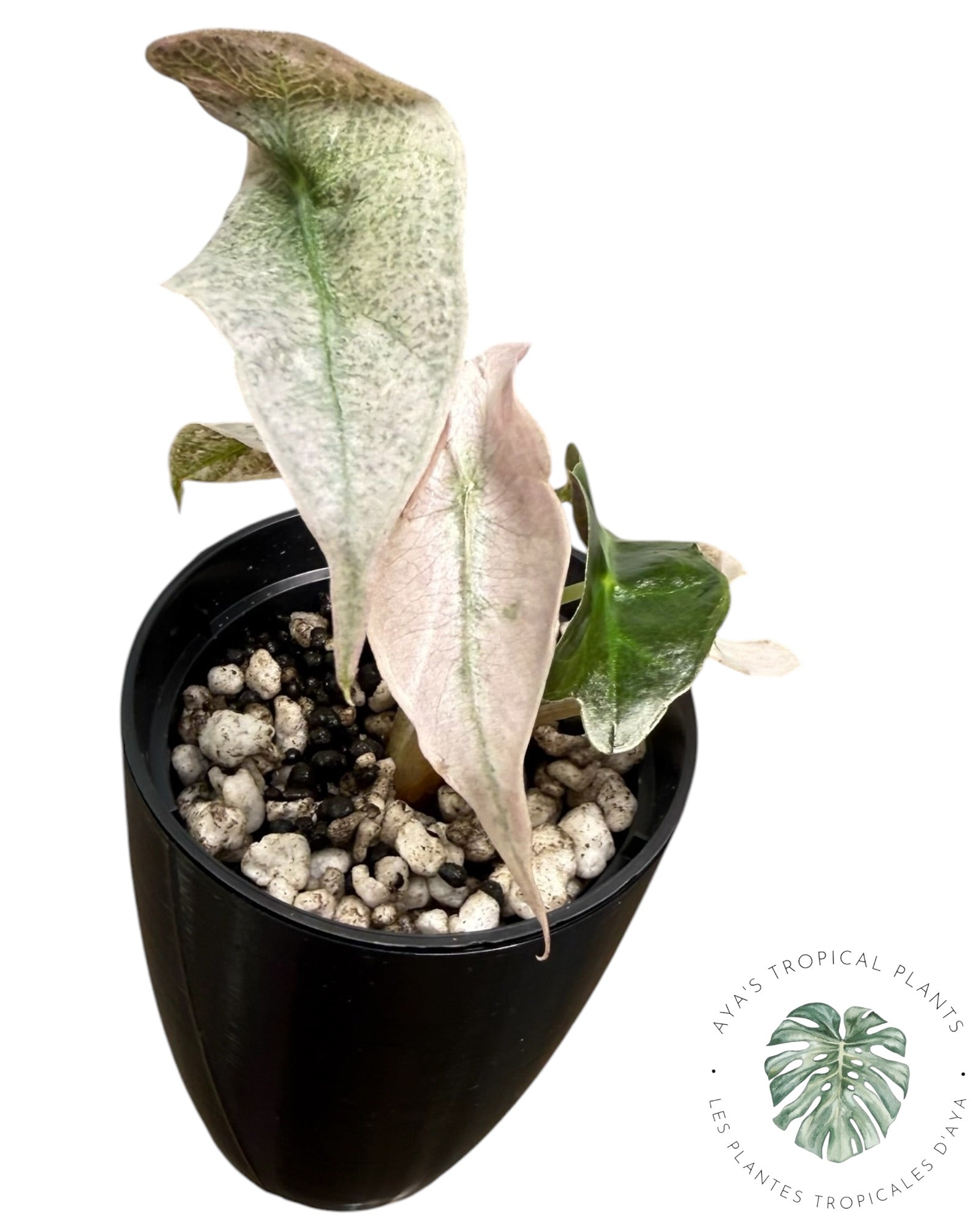 Alocasia polly pink mutation