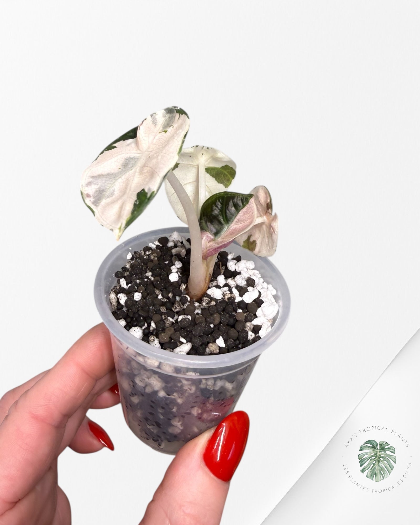 Alocasia Heart Balloon Pink variegated