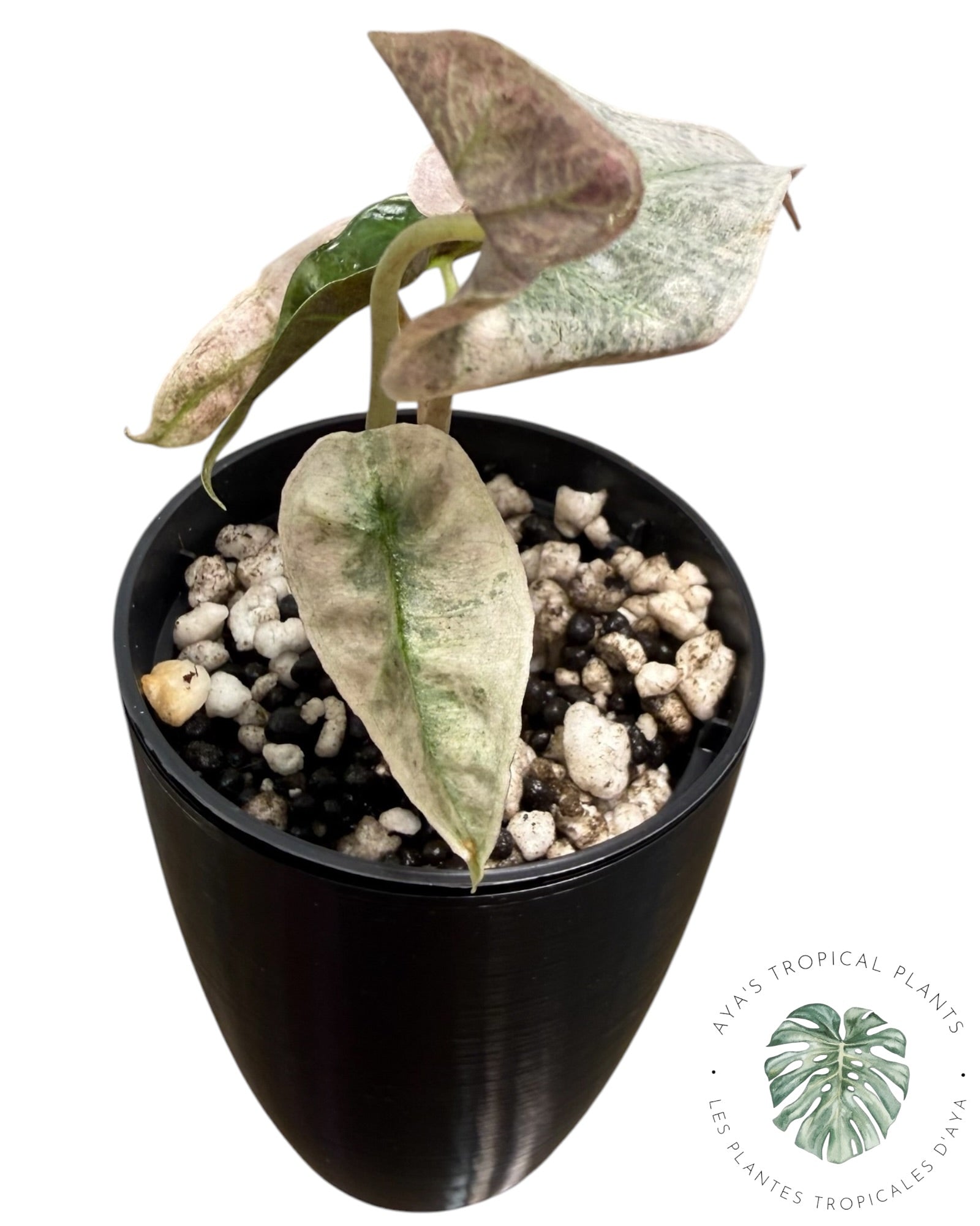 Alocasia polly pink mutation
