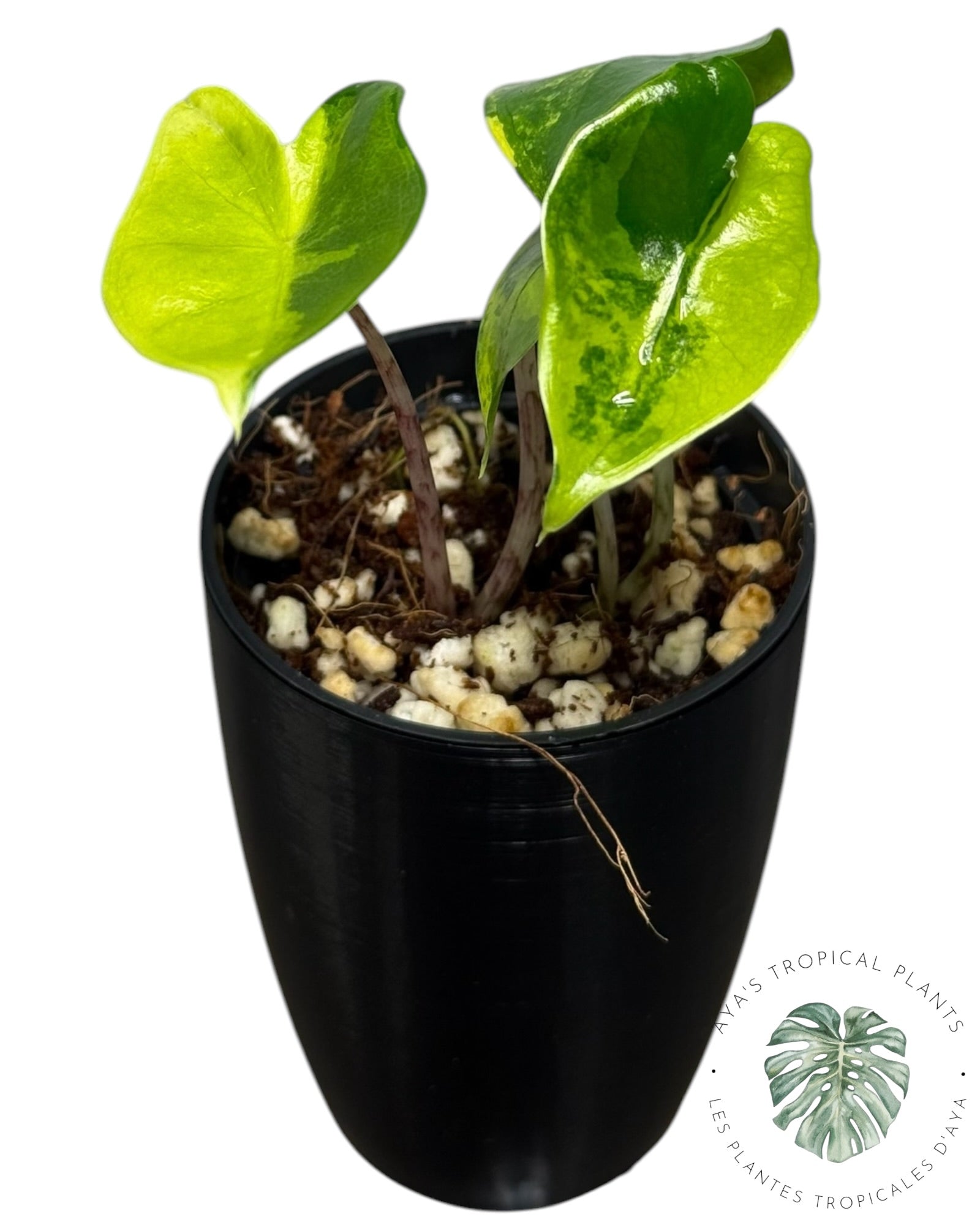 Alocasia Zebrina Aurea