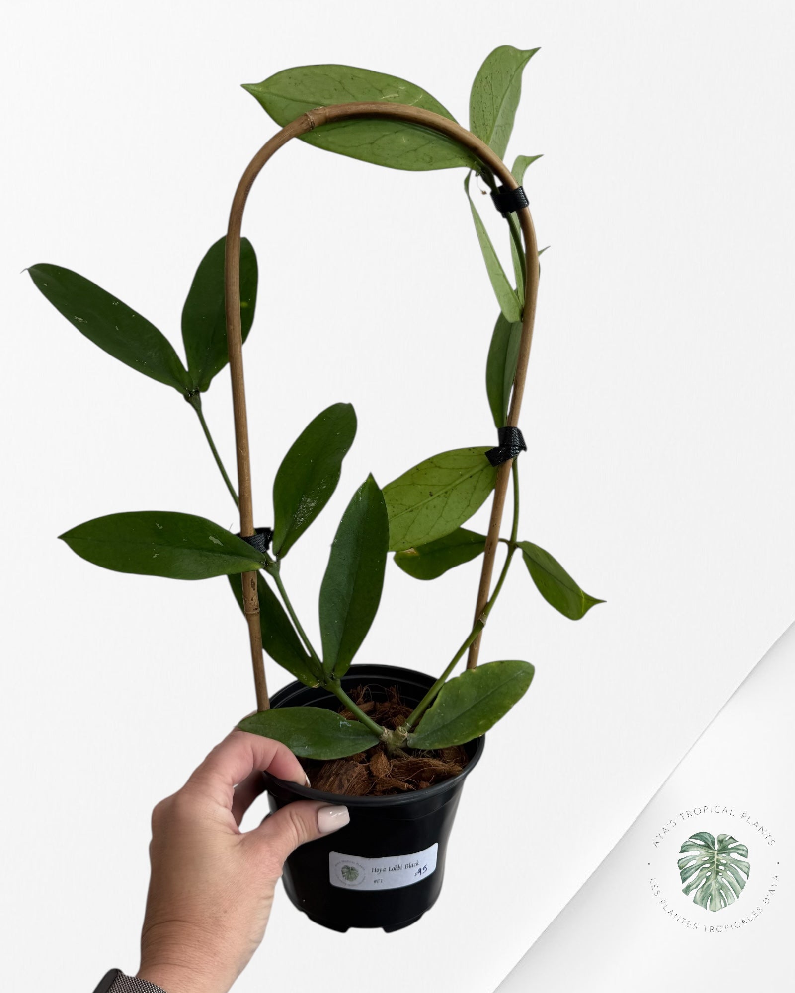 Hoya Lobbi (Black) - F2