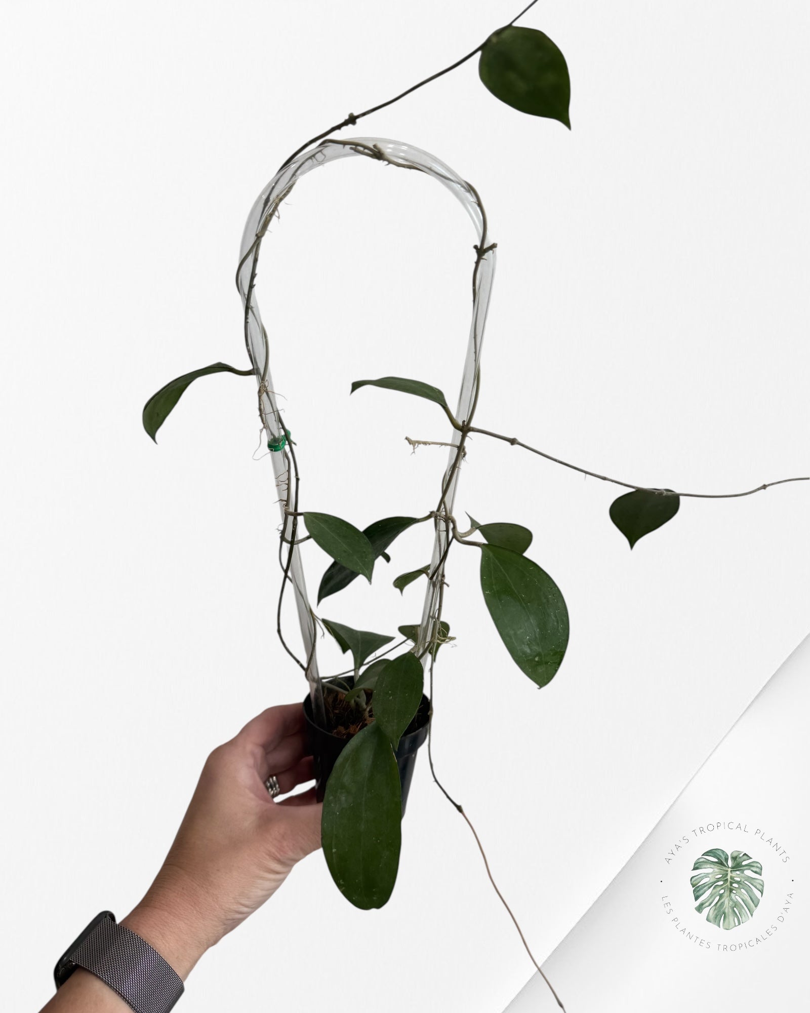 Hoya Paulshirleyi - F1