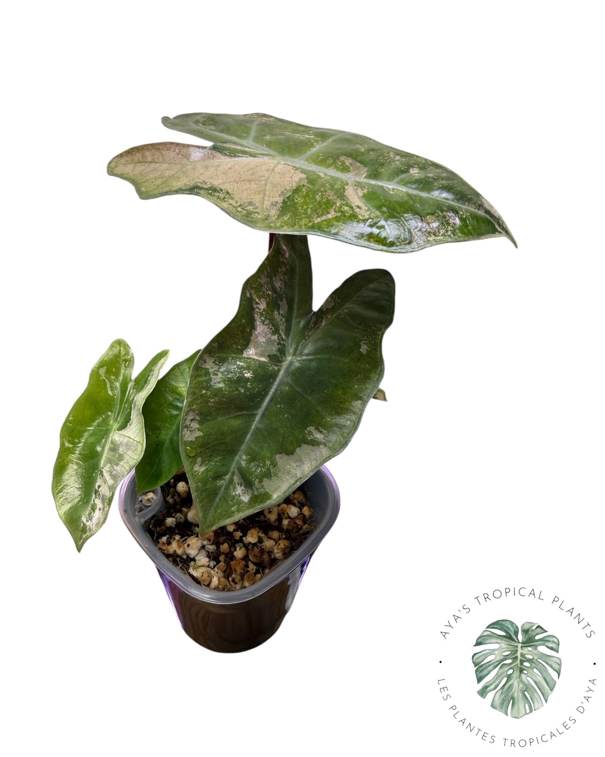 Alocasia Pseudo Sanderiana Pink