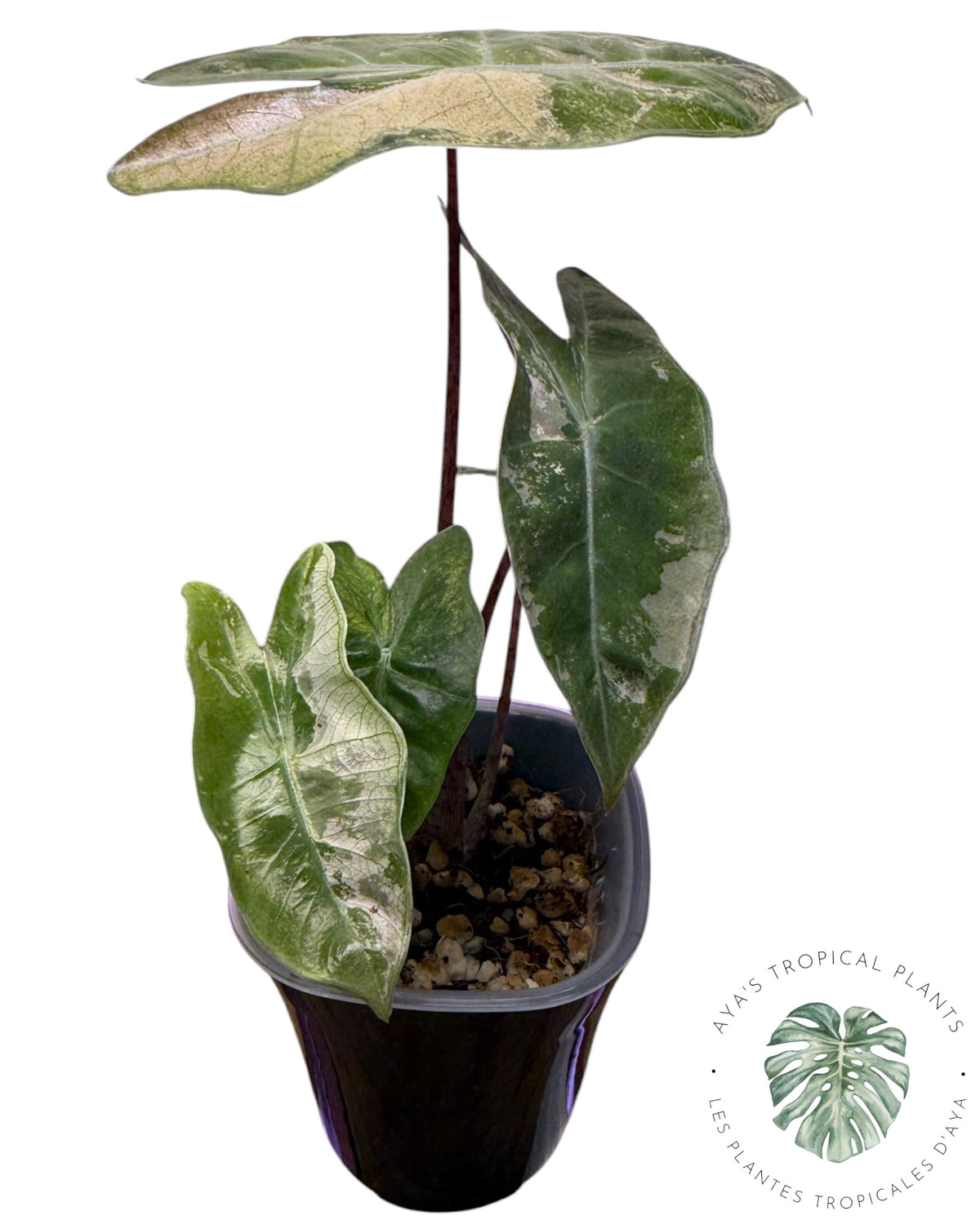 Alocasia Pseudo Sanderiana Pink