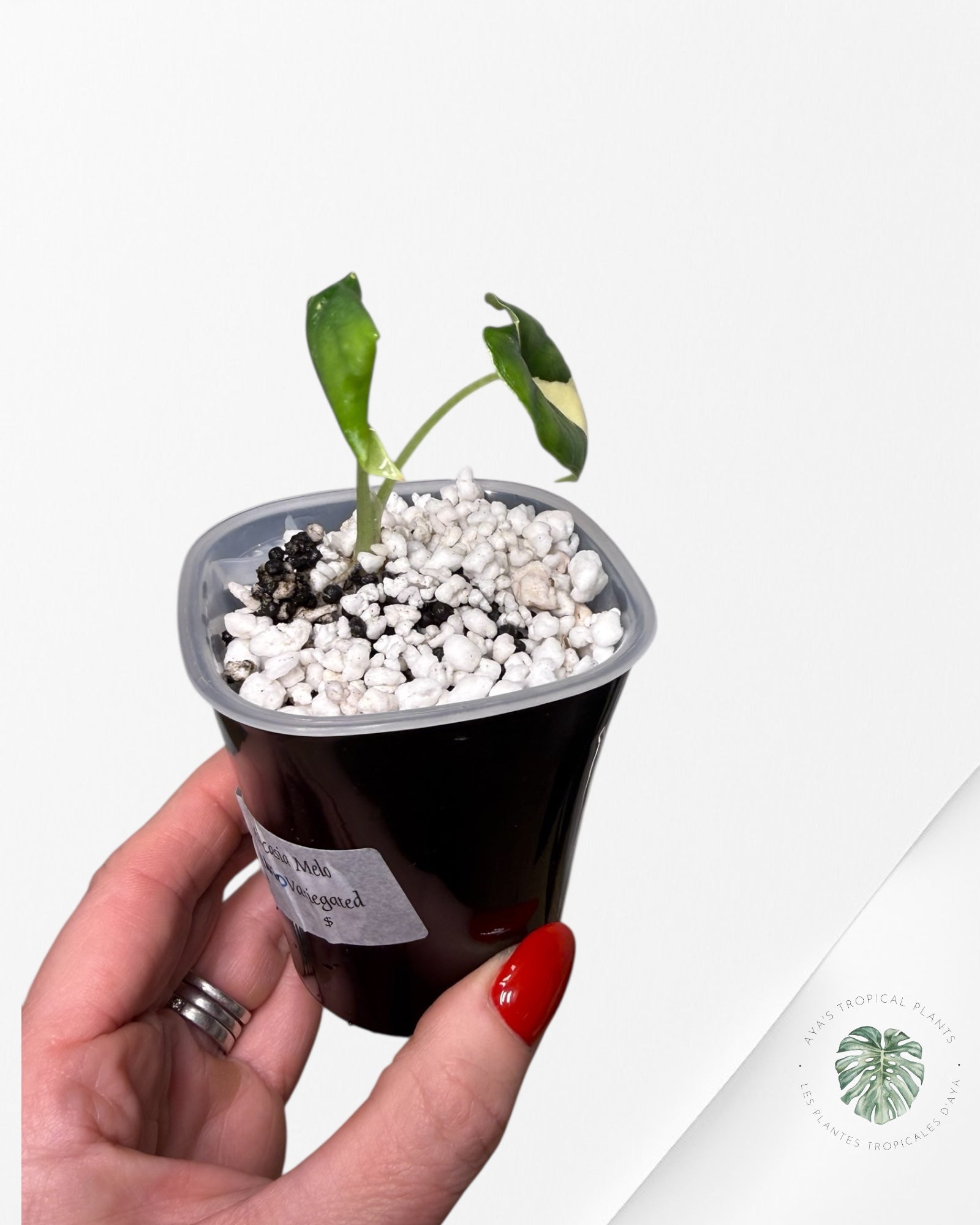 Alocasia Melo Albo Variegated