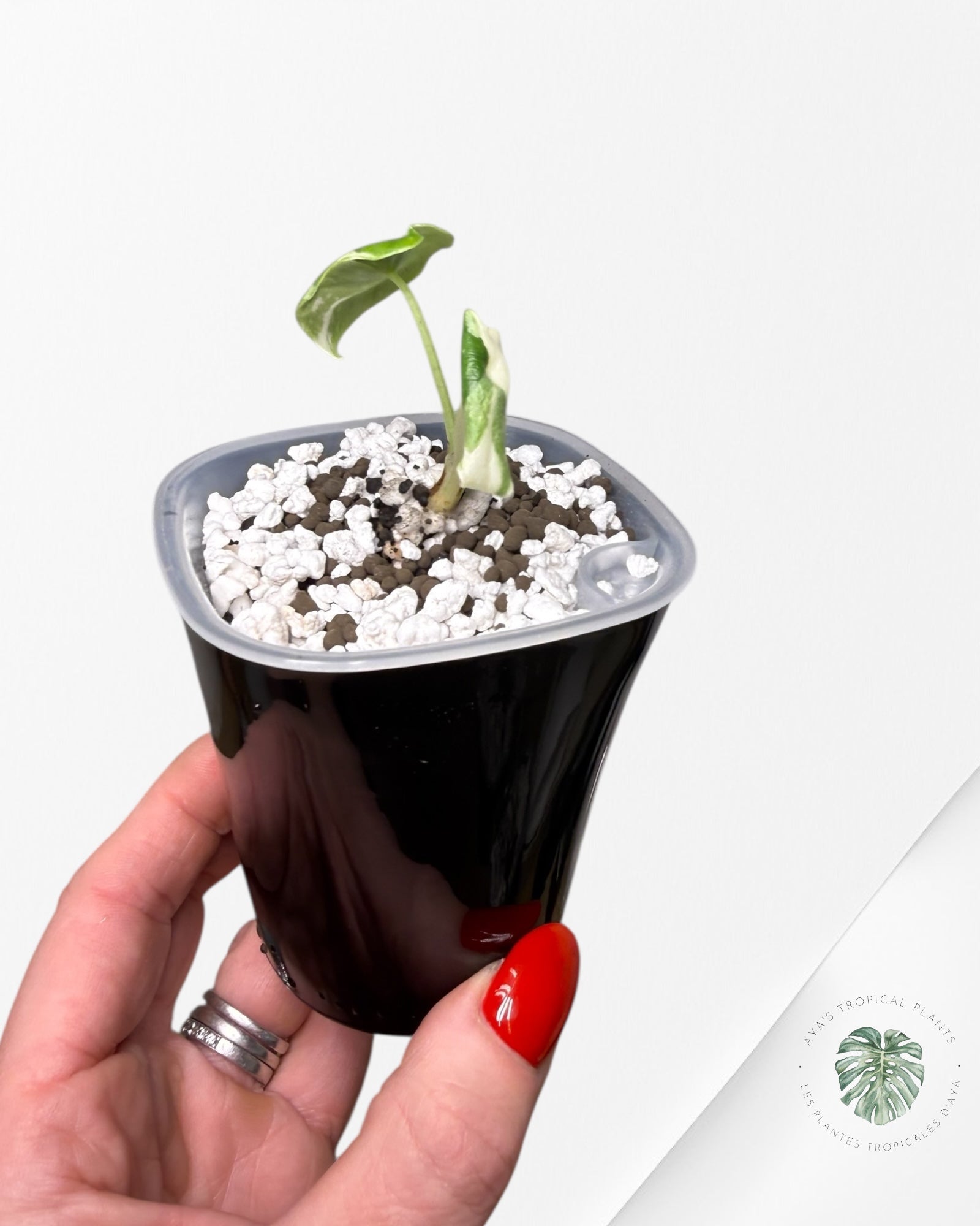 Alocasia Melo Albo Variegated