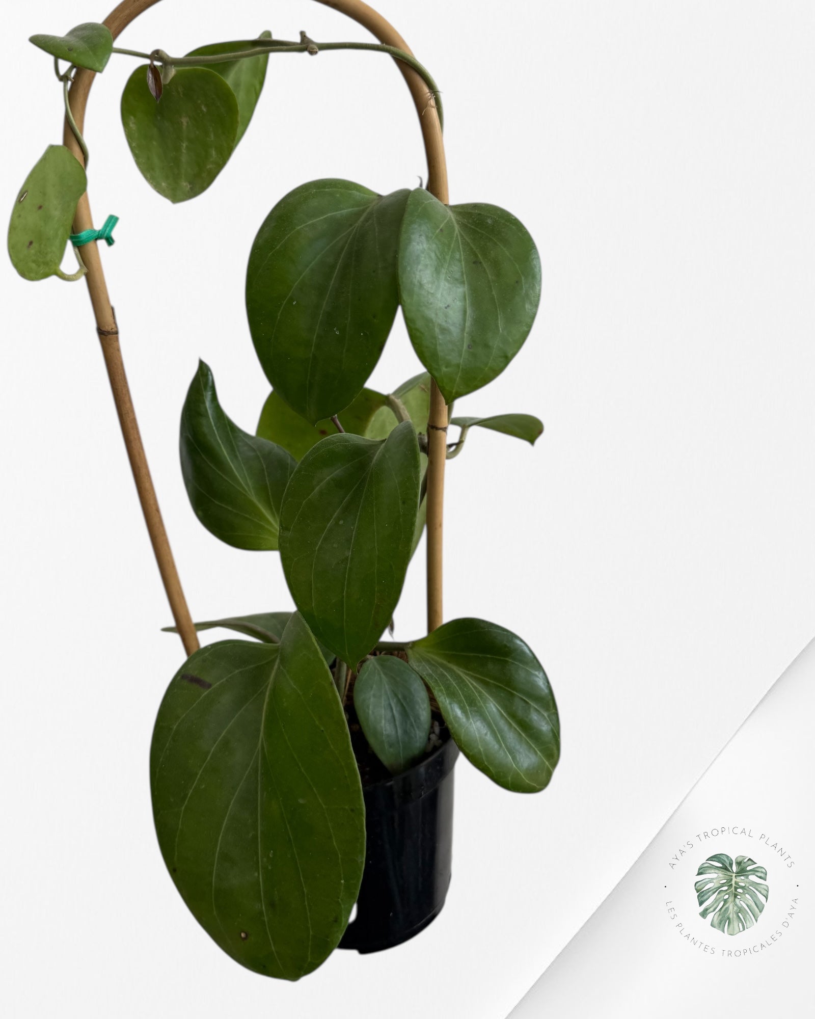 Hoya Cominsii - F40