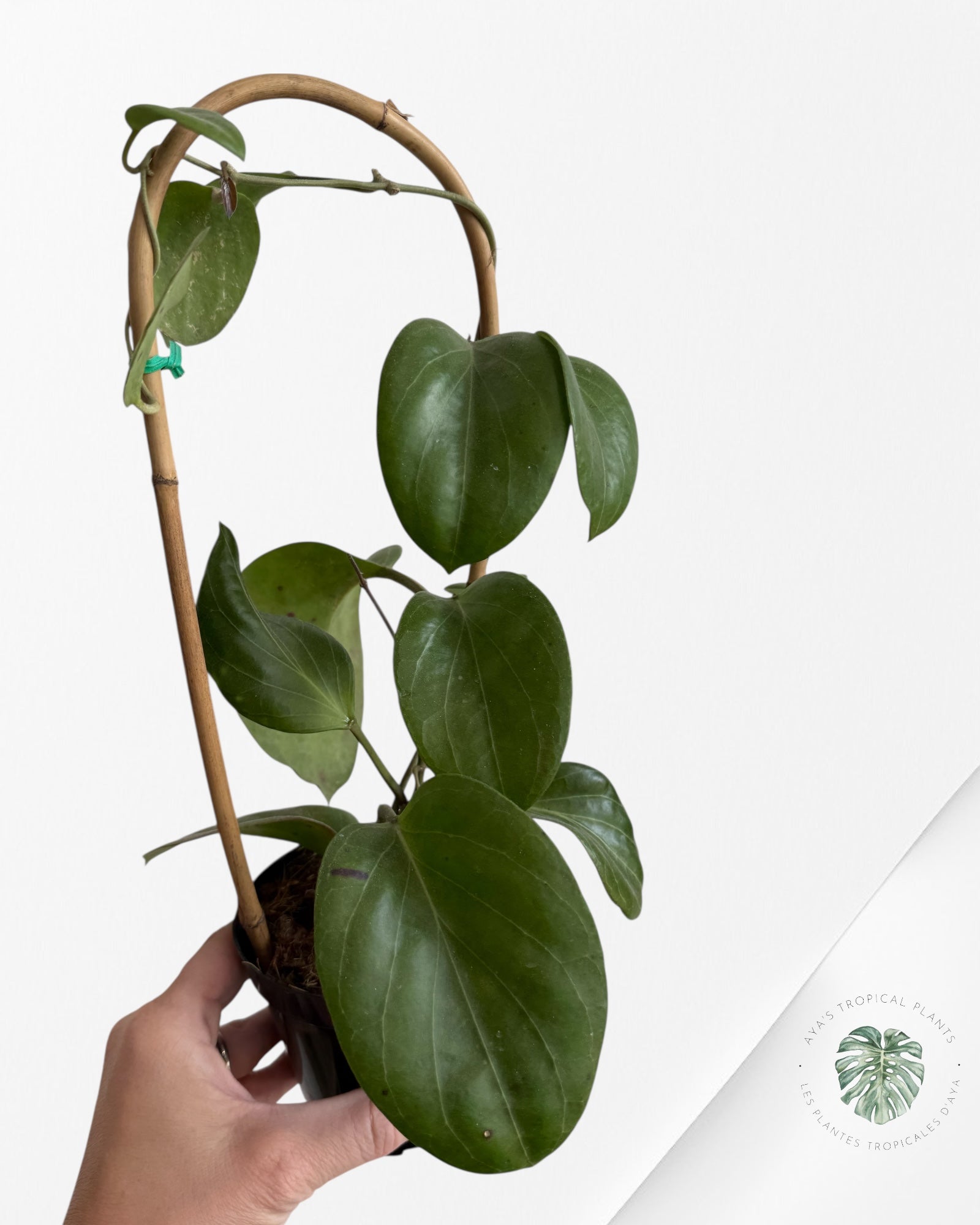 Hoya Cominsii - F40