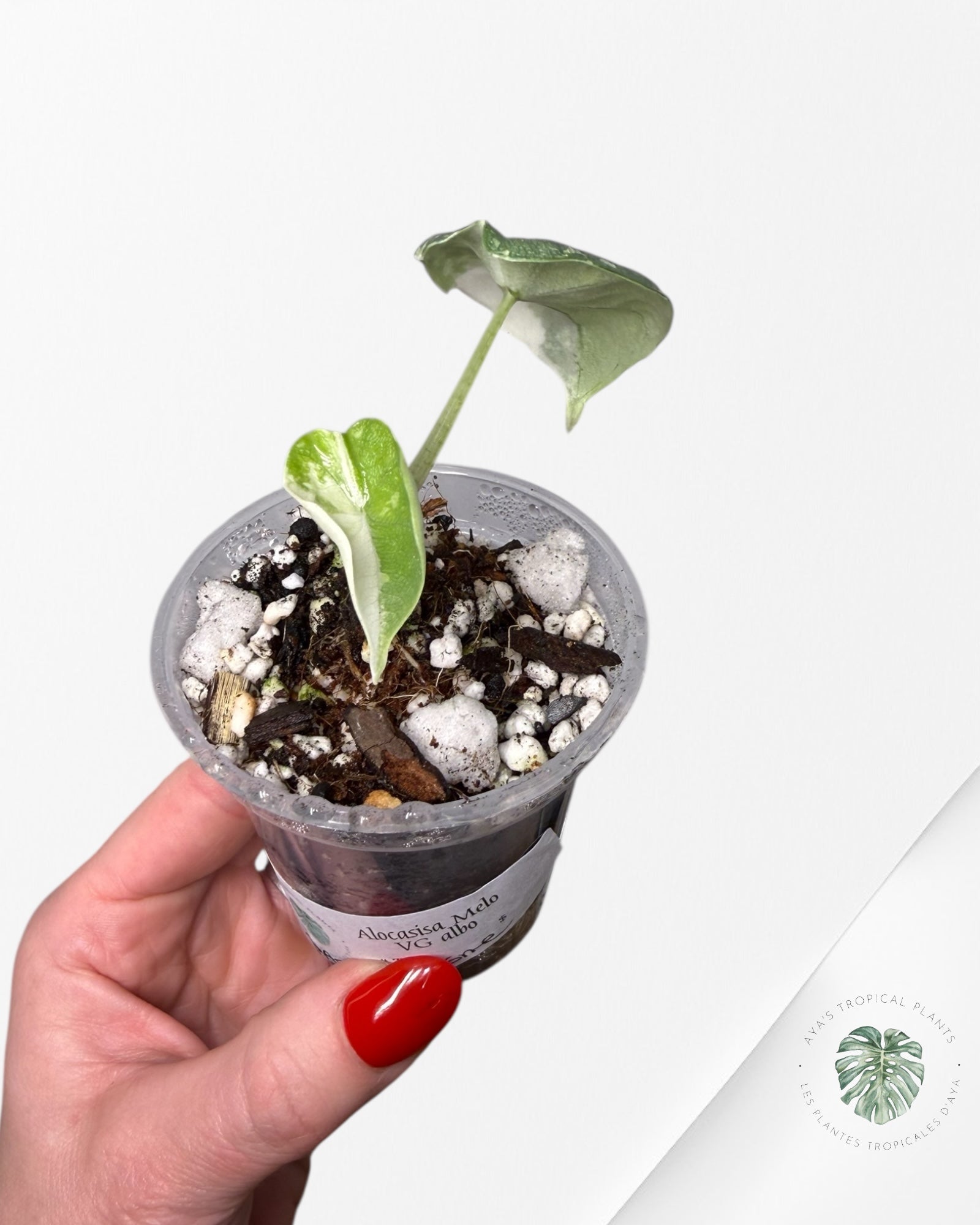 Alocasia Melo Albo Variegated