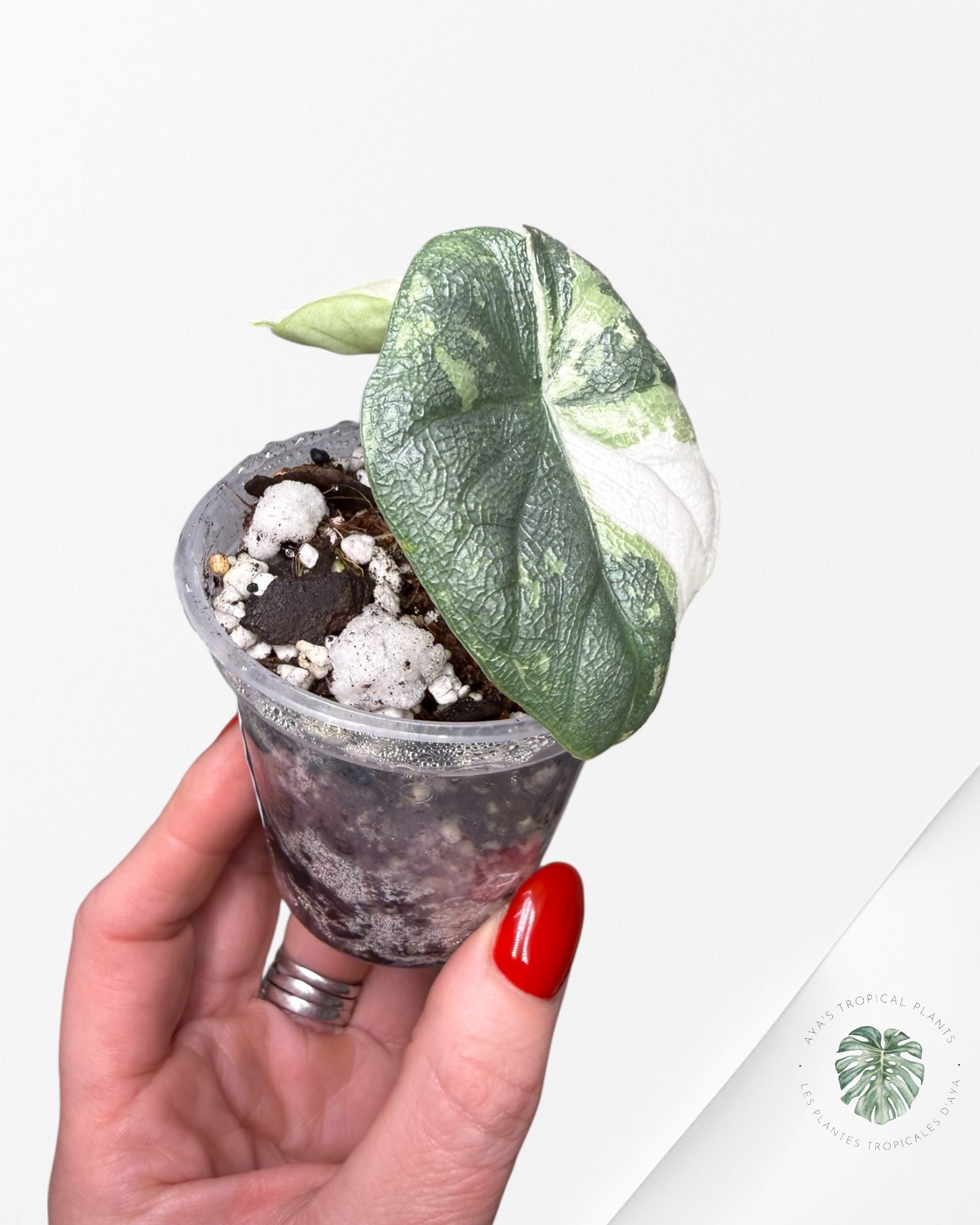 Alocasia Melo Albo Variegated