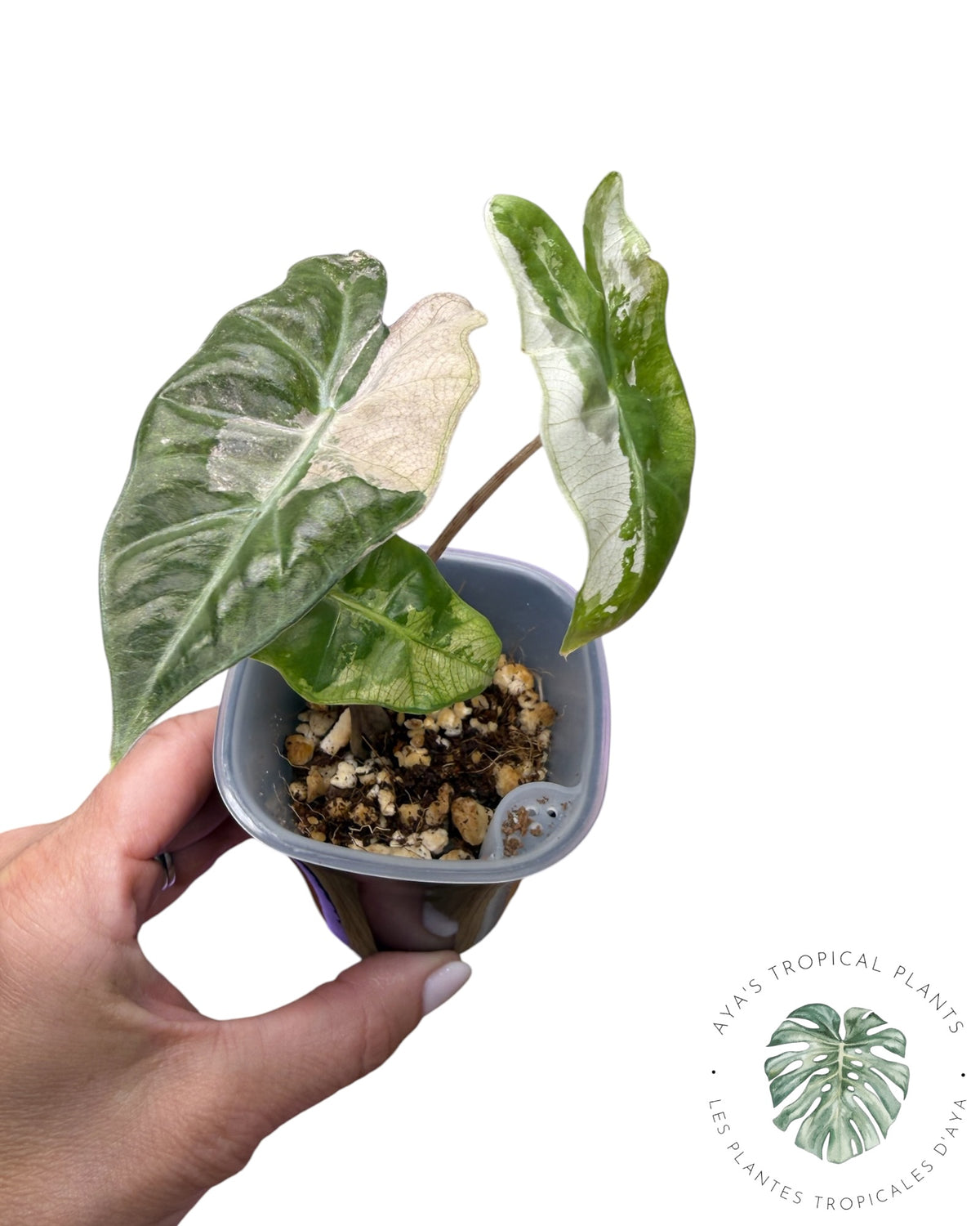 Alocasia Pseudo Sanderiana Pink