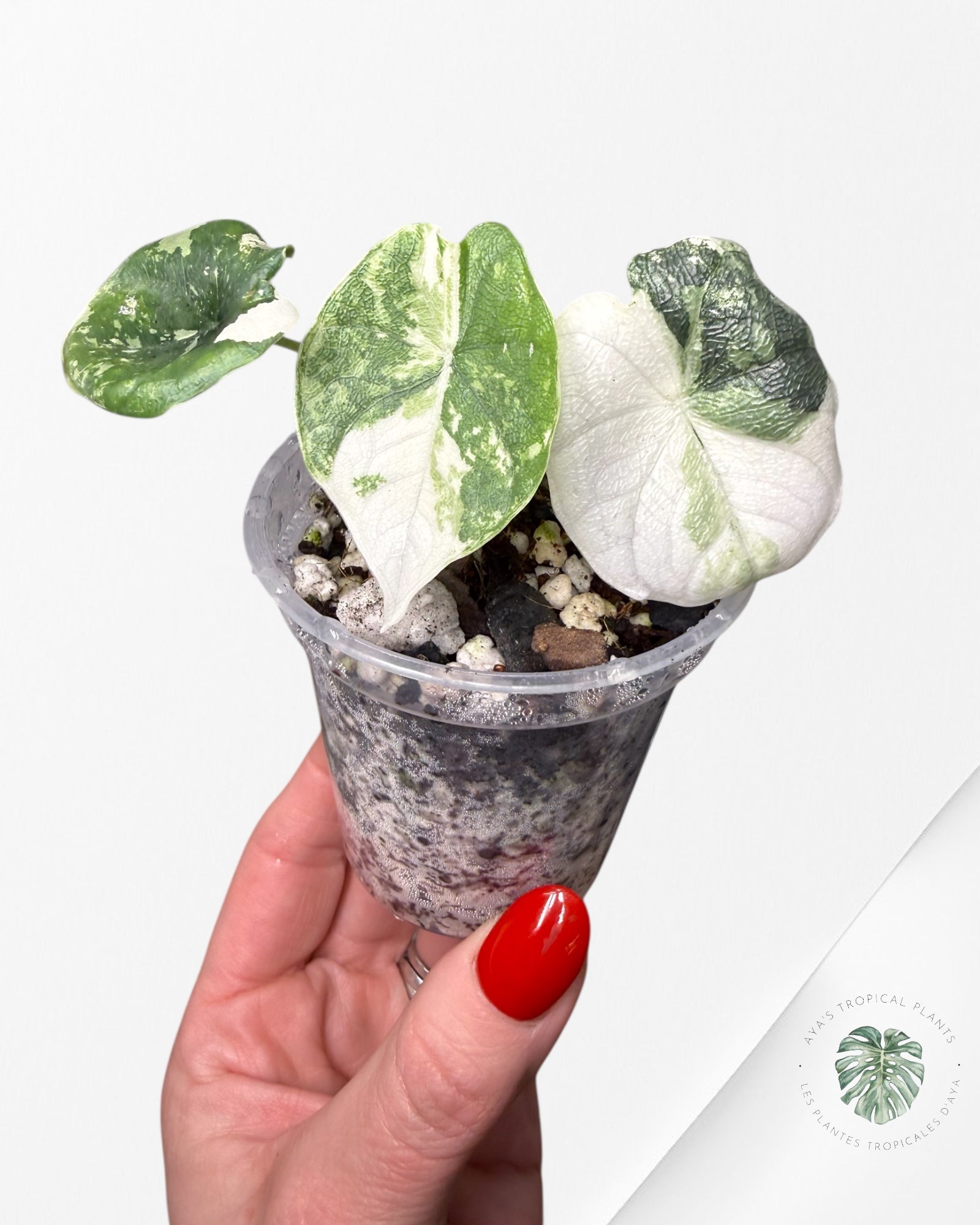 Alocasia Melo Albo Variegated