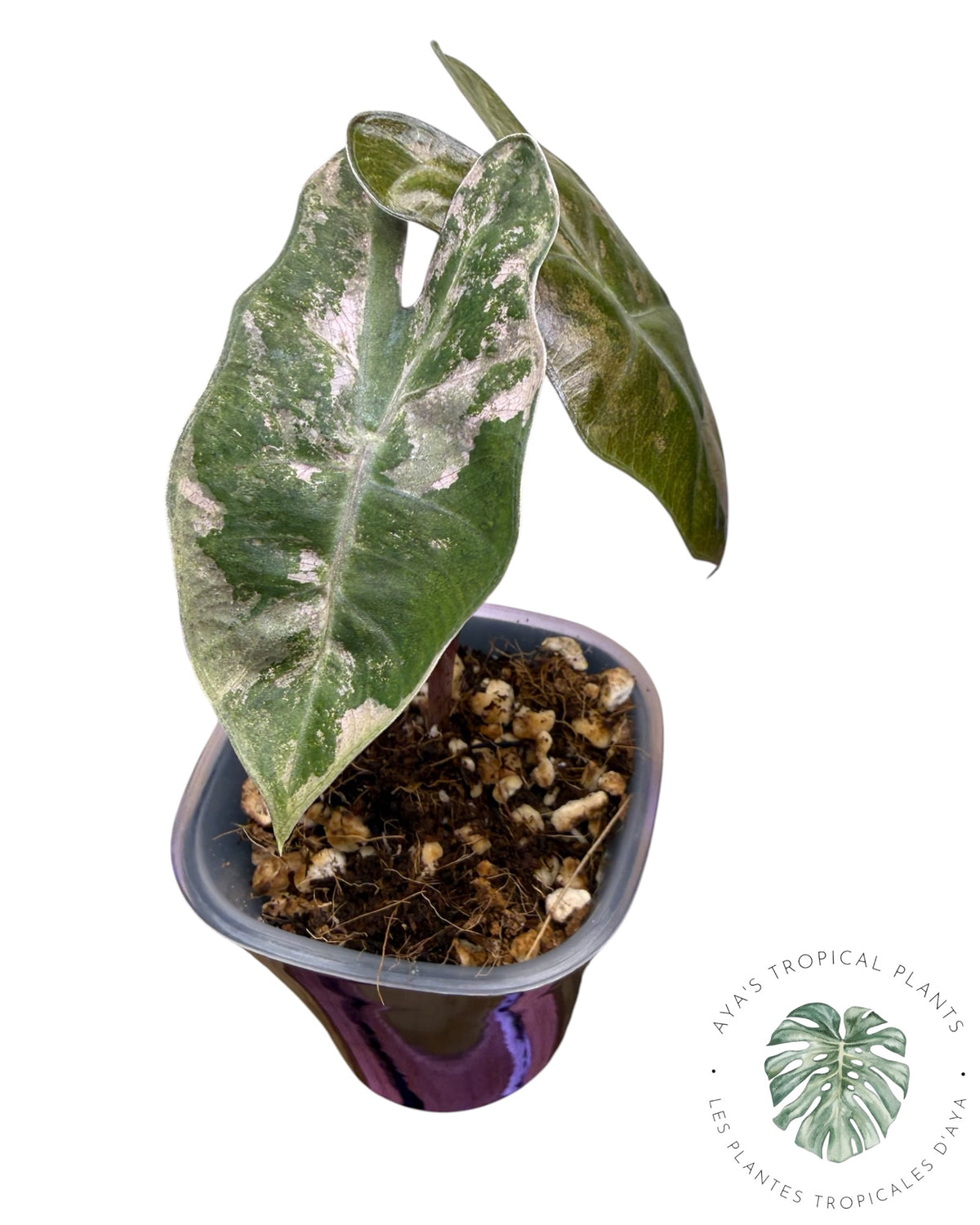 Alocasia Pseudo Sanderiana Pink