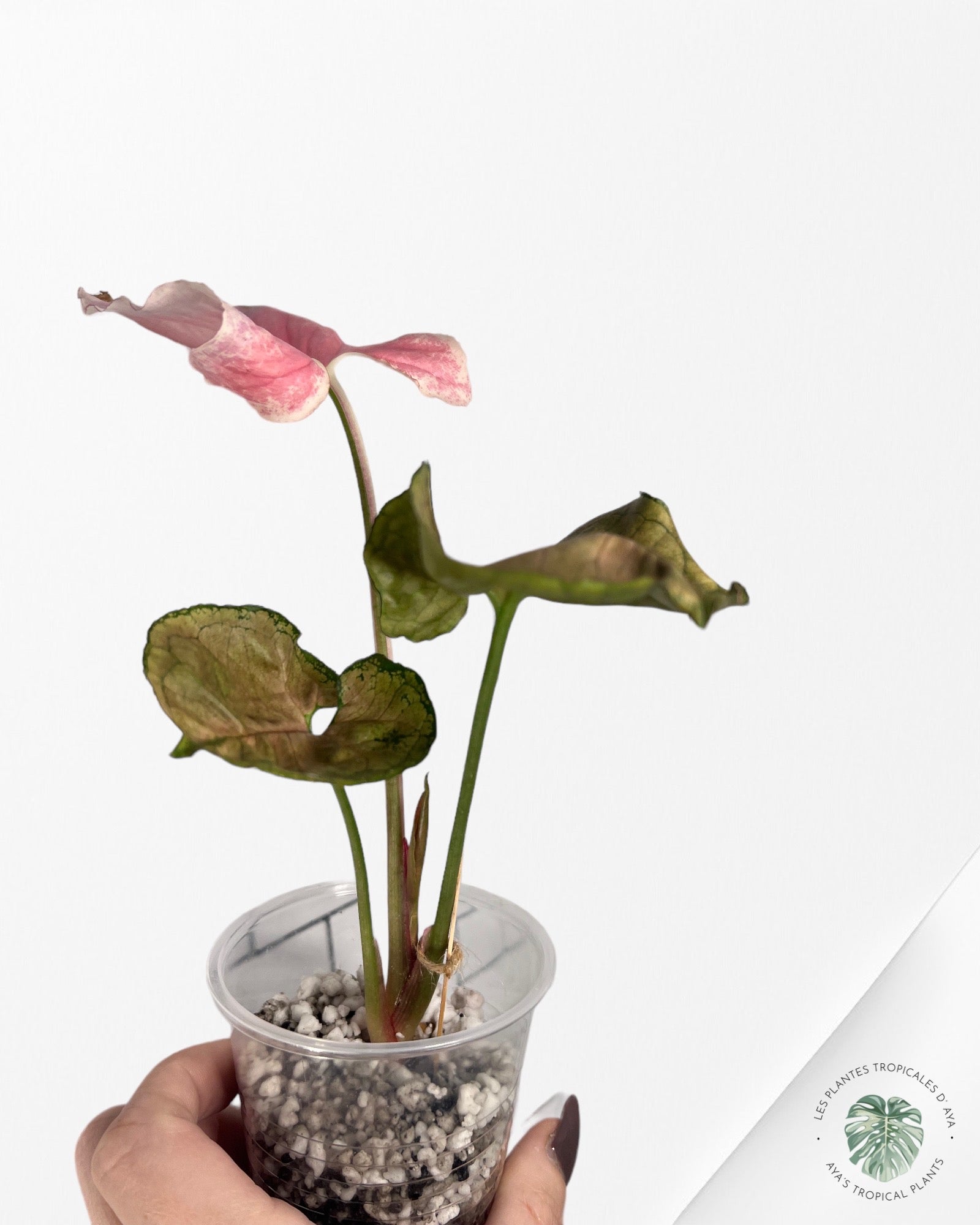 Scindapsus SILVER CLOUD Variagated-C