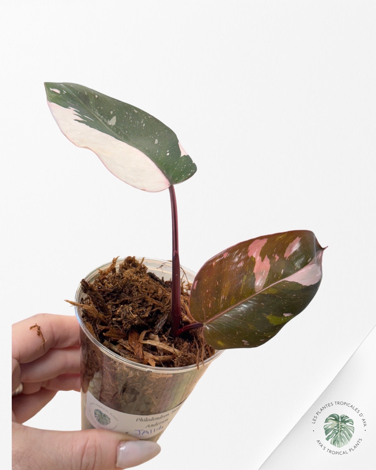 Philodendron Red Anderson JA114
