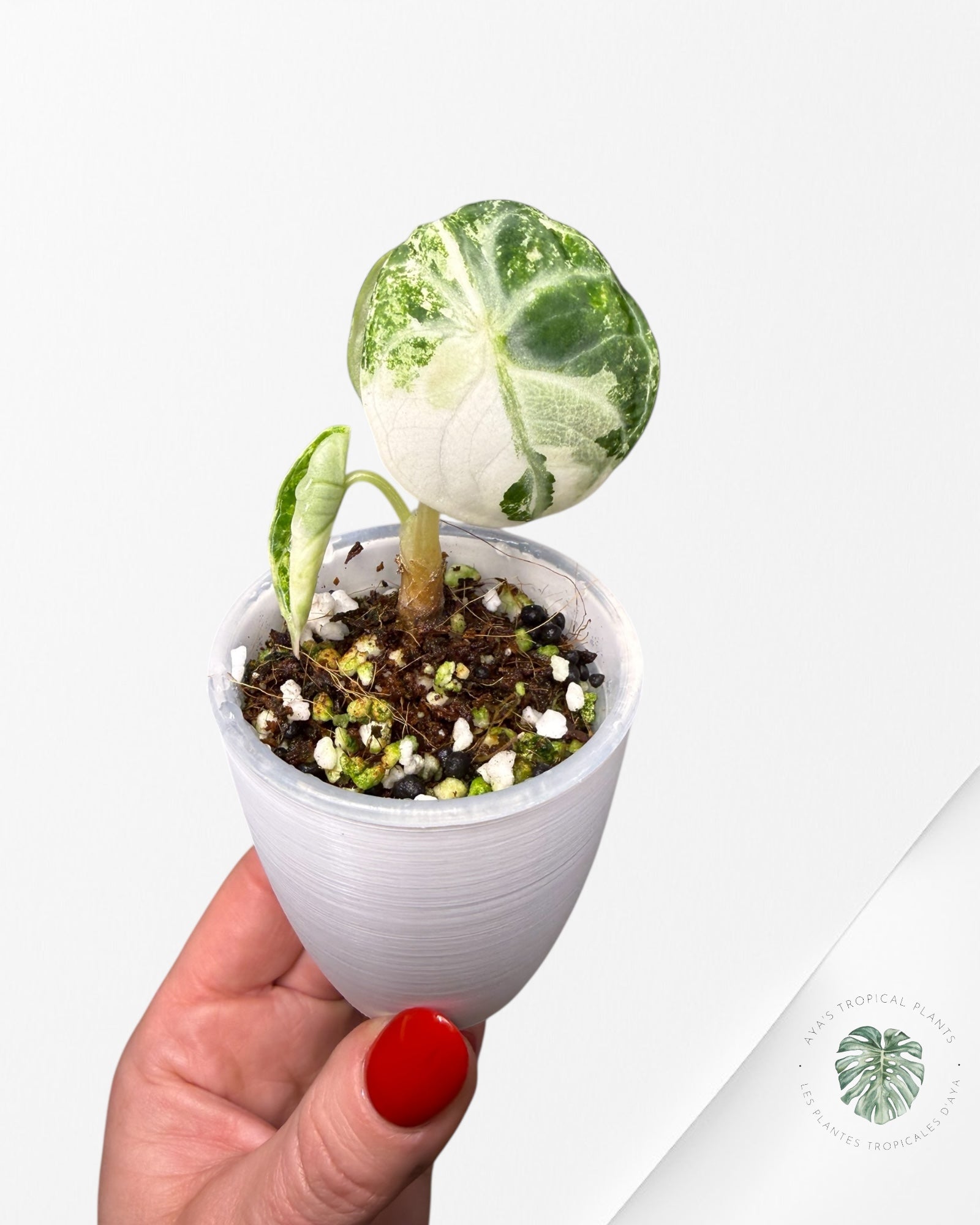 Alocasia Ninja Albo Variegated