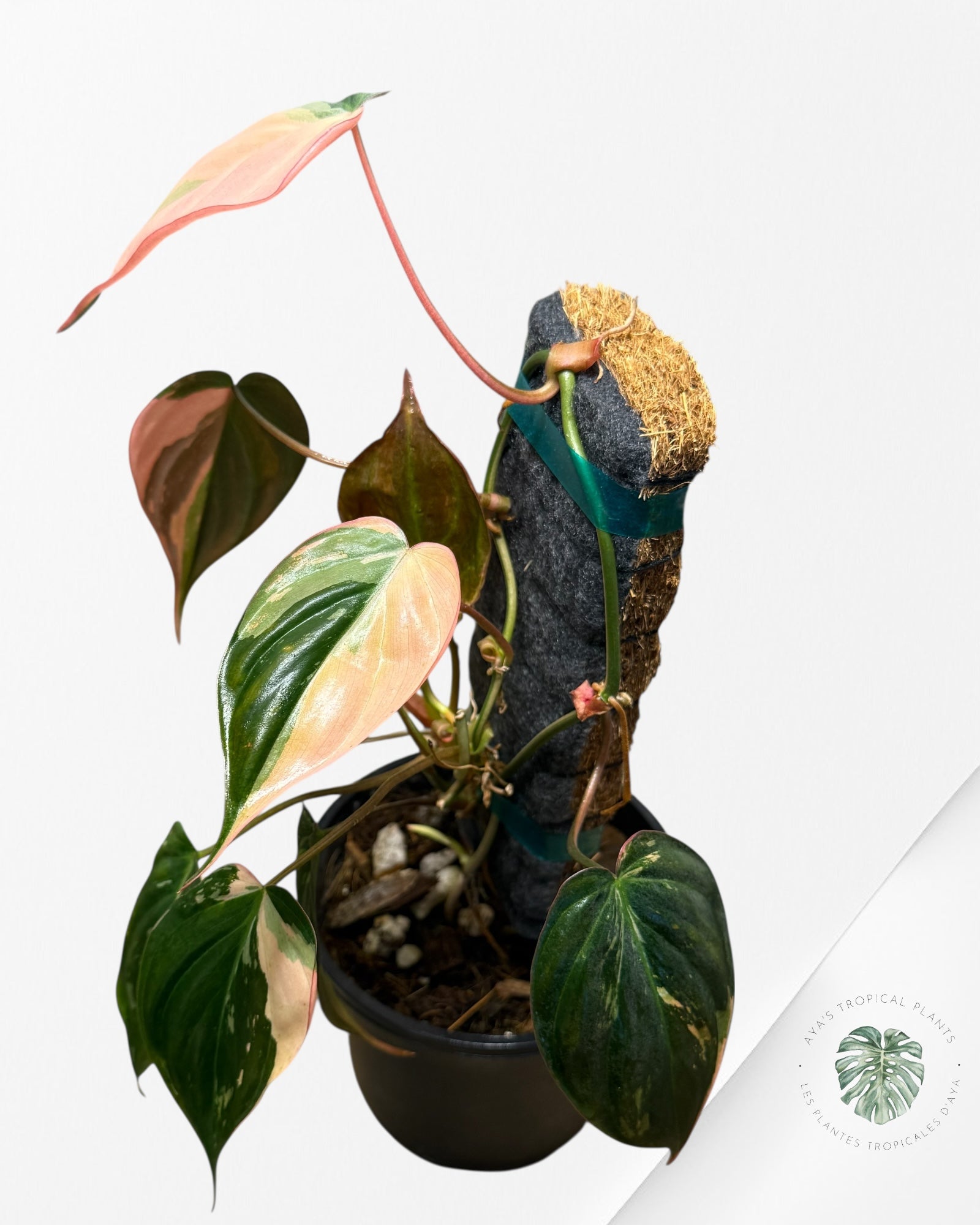 Philodendron Pink Micans variegated - F1