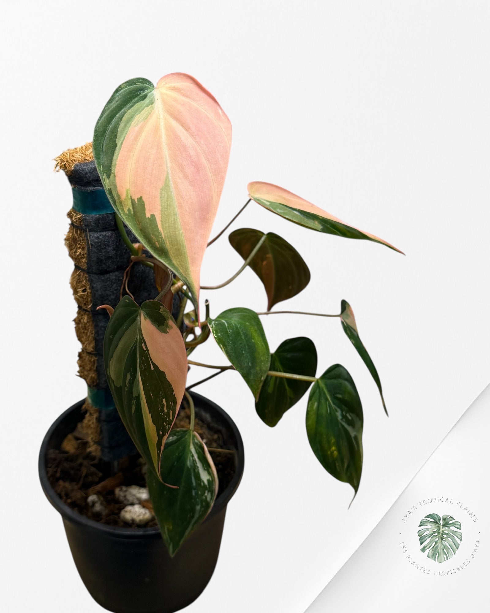 Philodendron Pink Micans variegated - F1