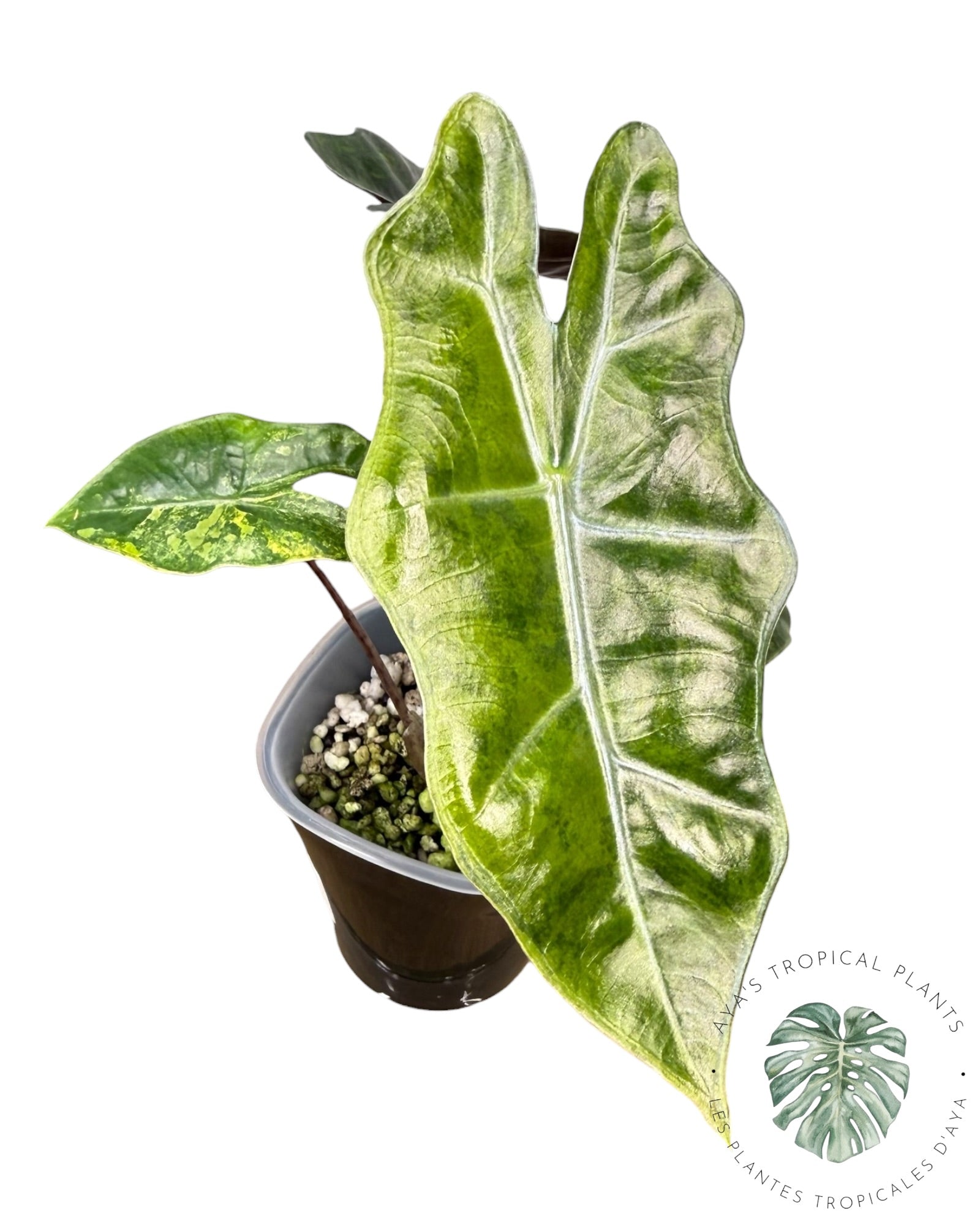 Alocasia Pseudo-Sanderiana Aurea Variegated