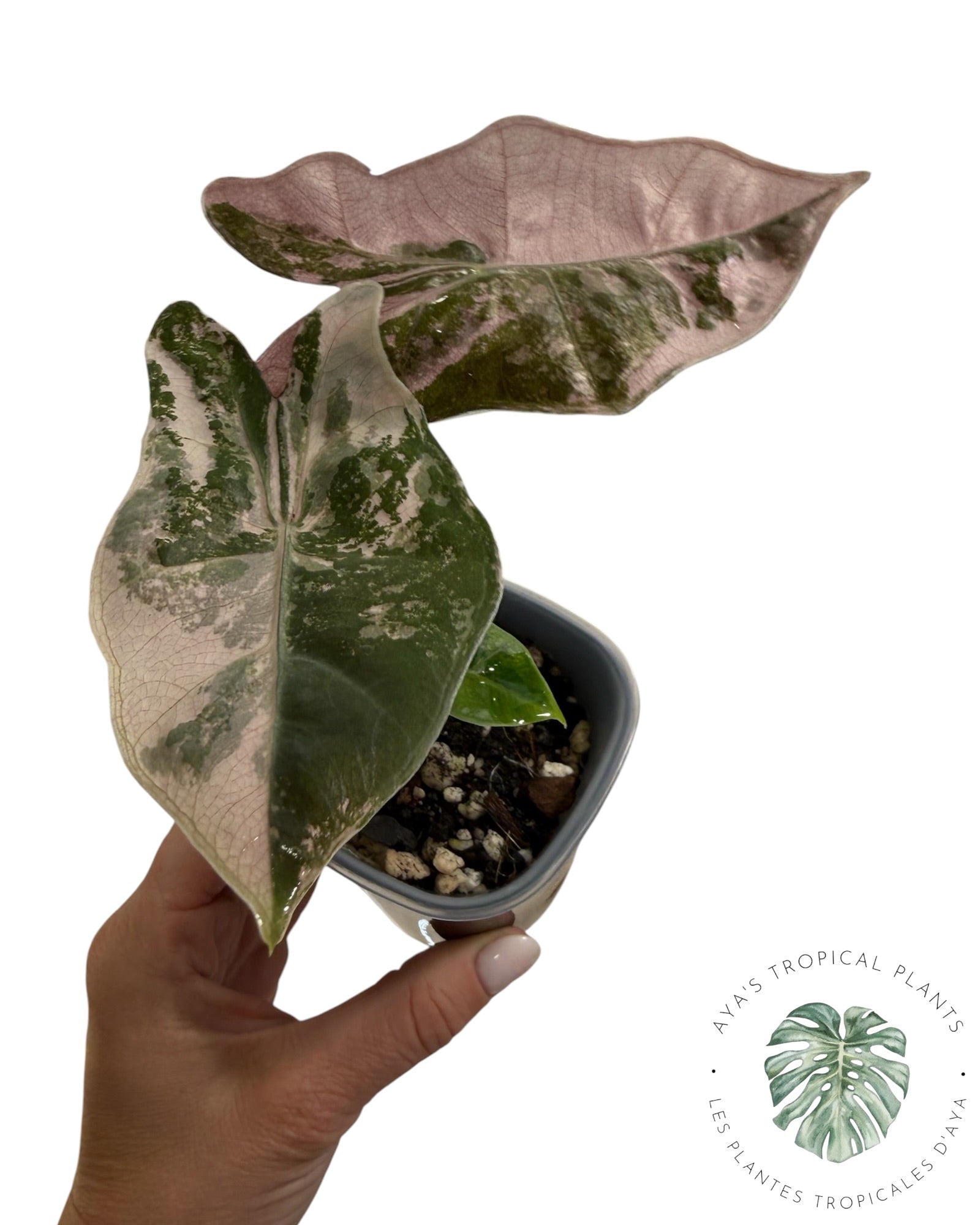 Alocasia Pseudo Sanderiana Rose