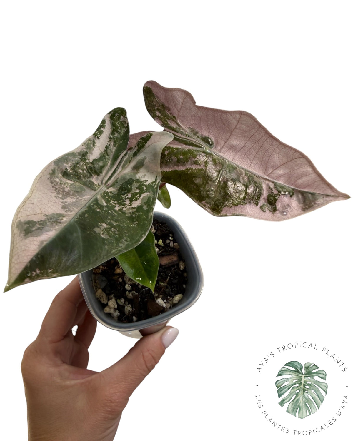 Alocasia Pseudo Sanderiana Rose