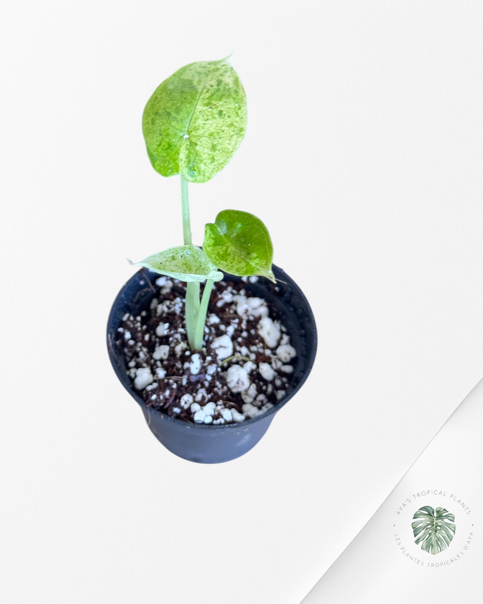 Alocasia Dragon Scale Mint - LA