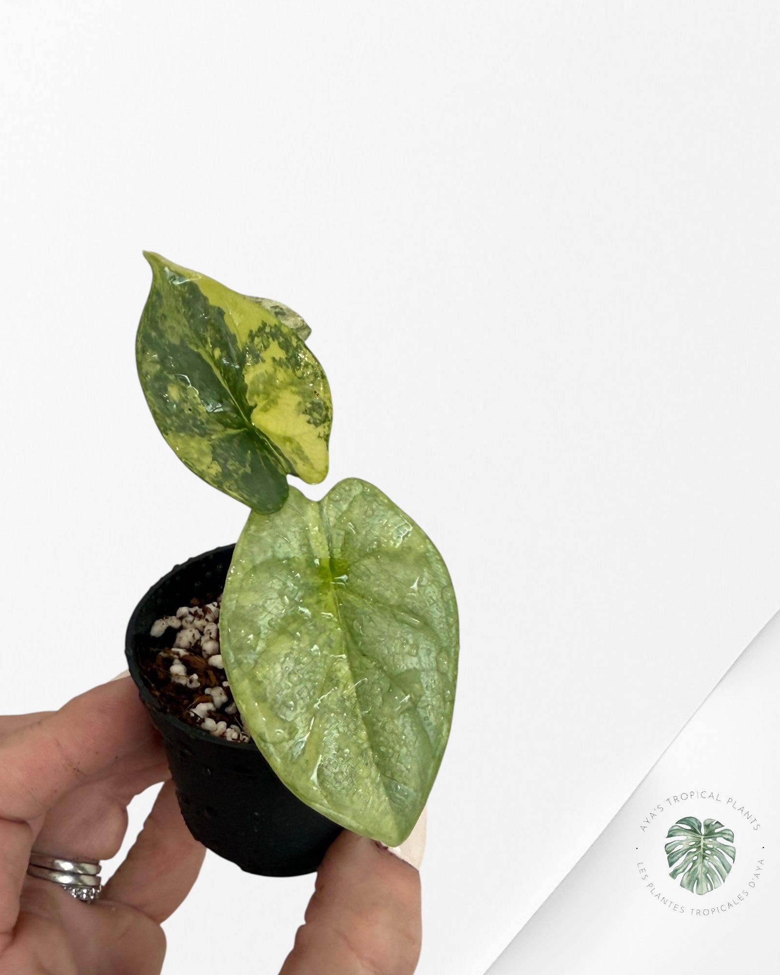 Alocasia Dragon Scale Variegated Aurea - V