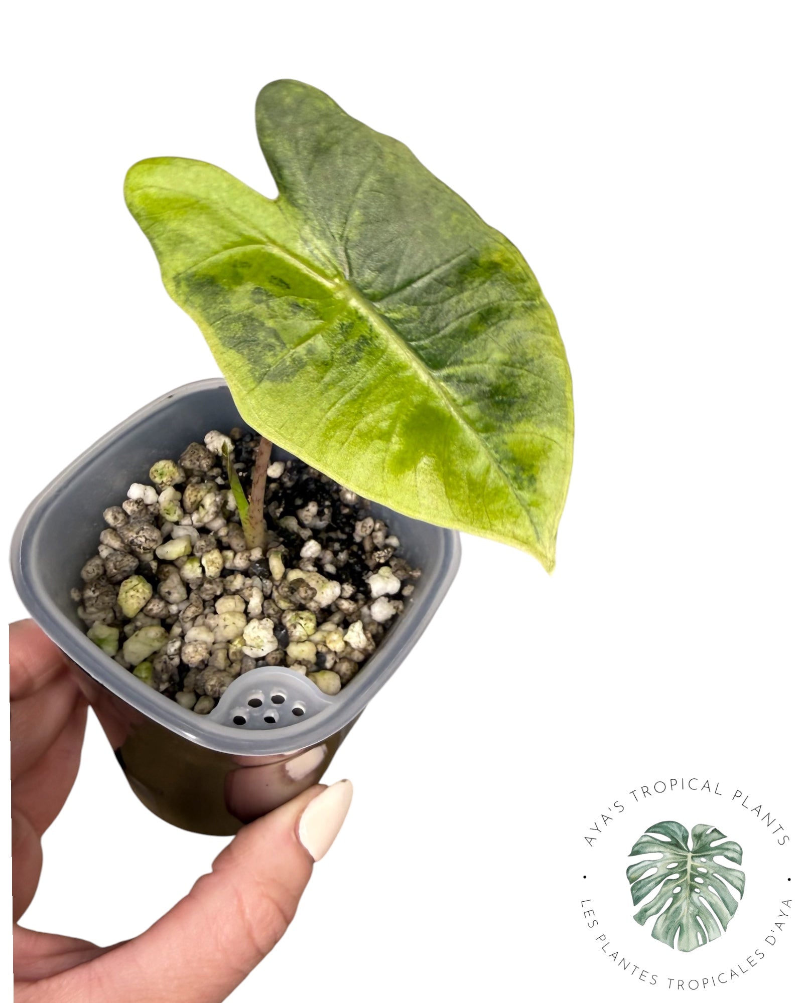 Alocasia Pseudo-Sanderiana Aurea Variegated