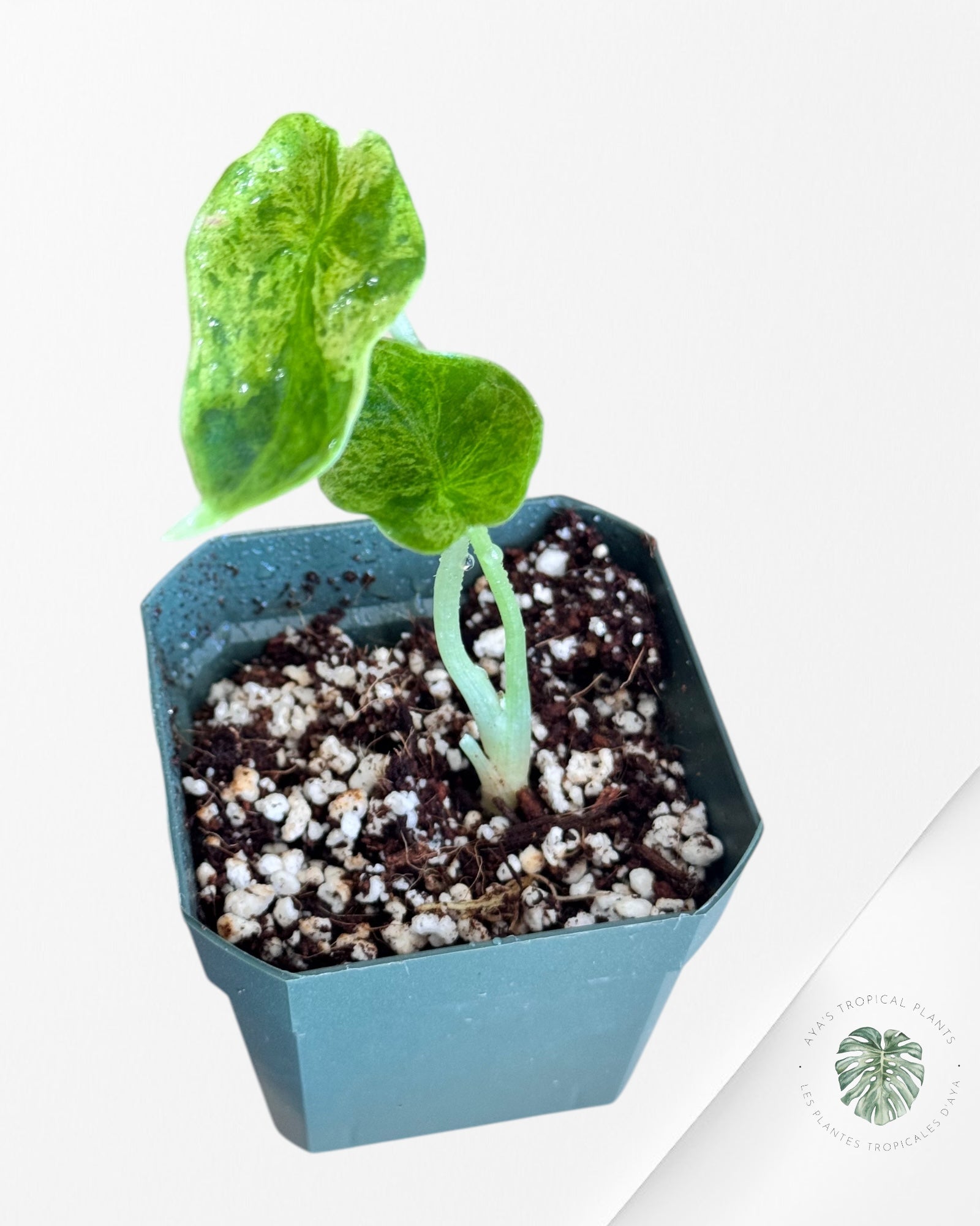 Alocasia Dragon Scale Mint - LA1