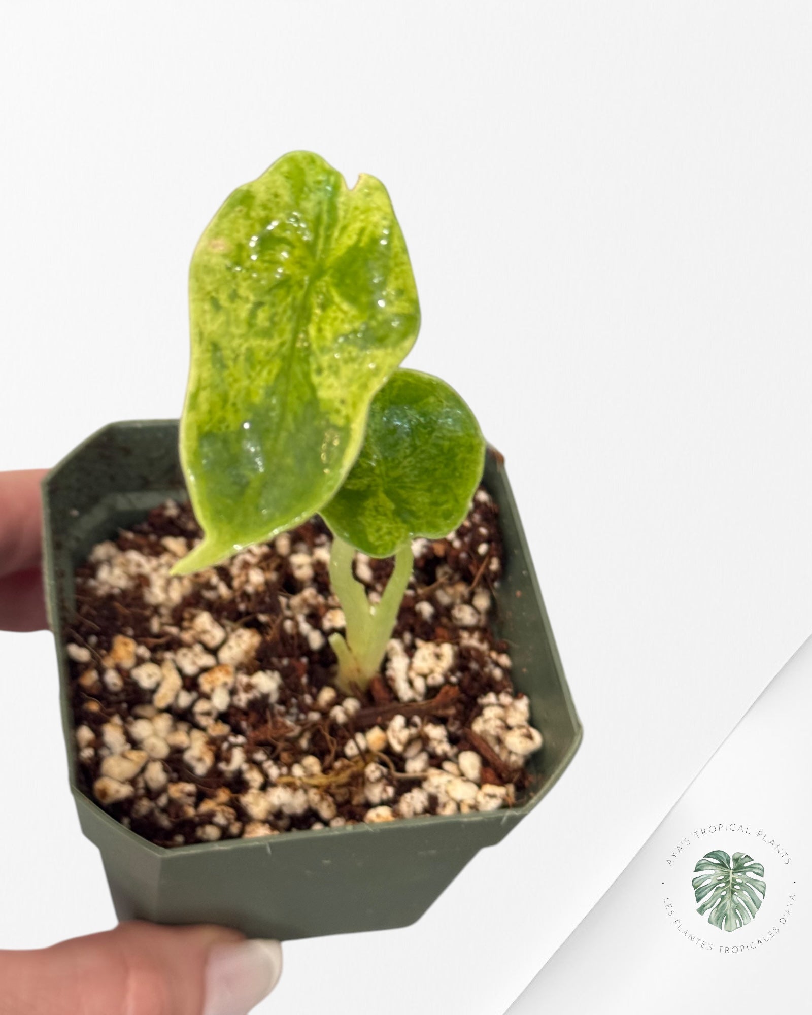 Alocasia Dragon Scale Mint - LA1