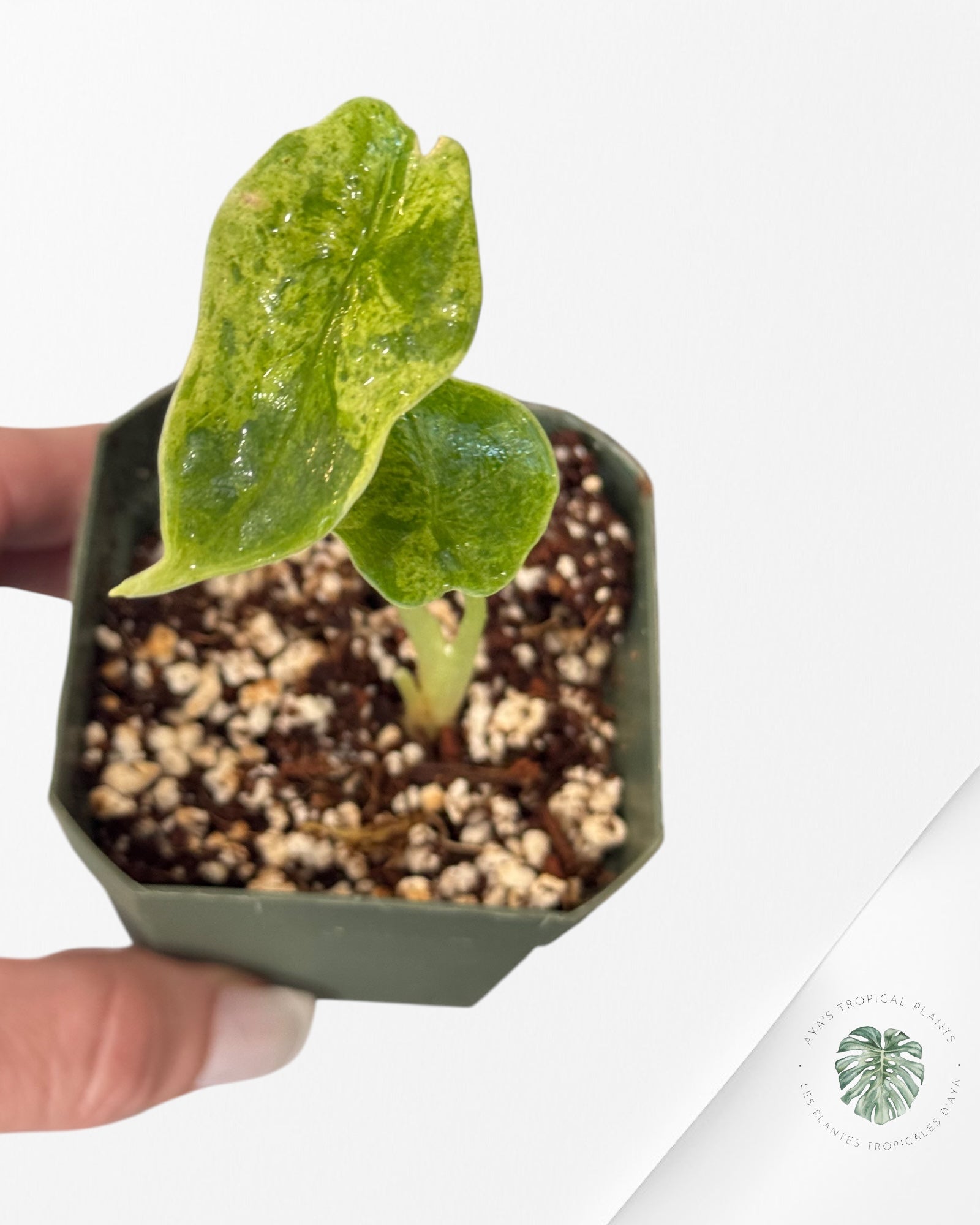Alocasia Dragon Scale Mint - LA1