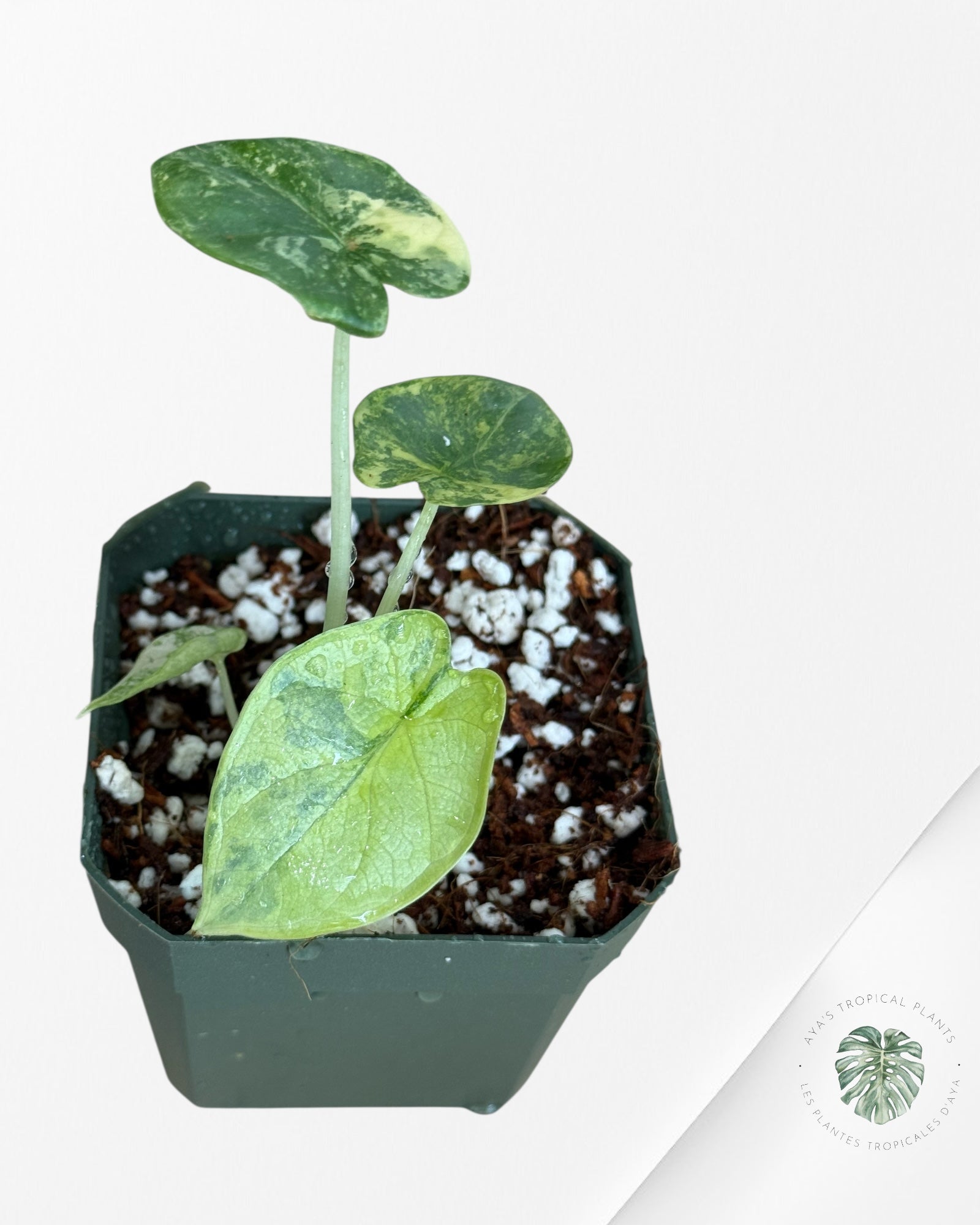 Alocasia Dragon Scale Variegated Aurea -Y