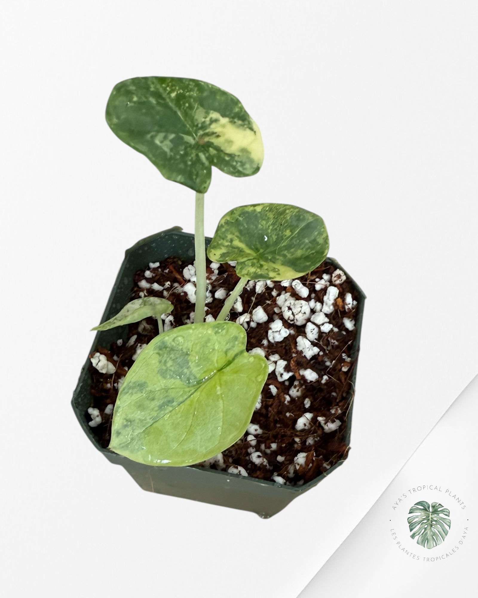 Alocasia Dragon Scale Variegated Aurea -Y