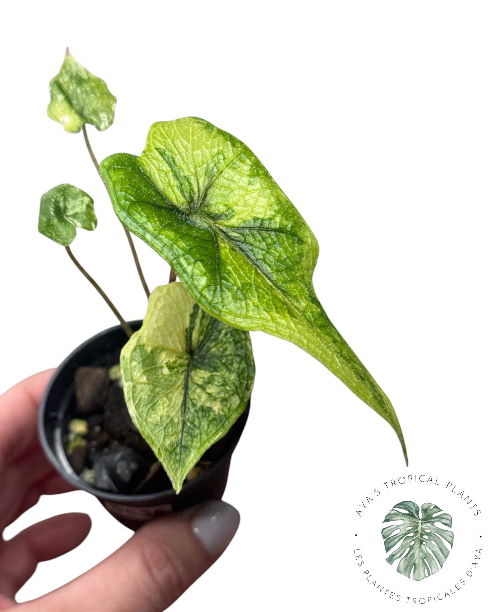 Alocasia Jacklyn Mystic variegated