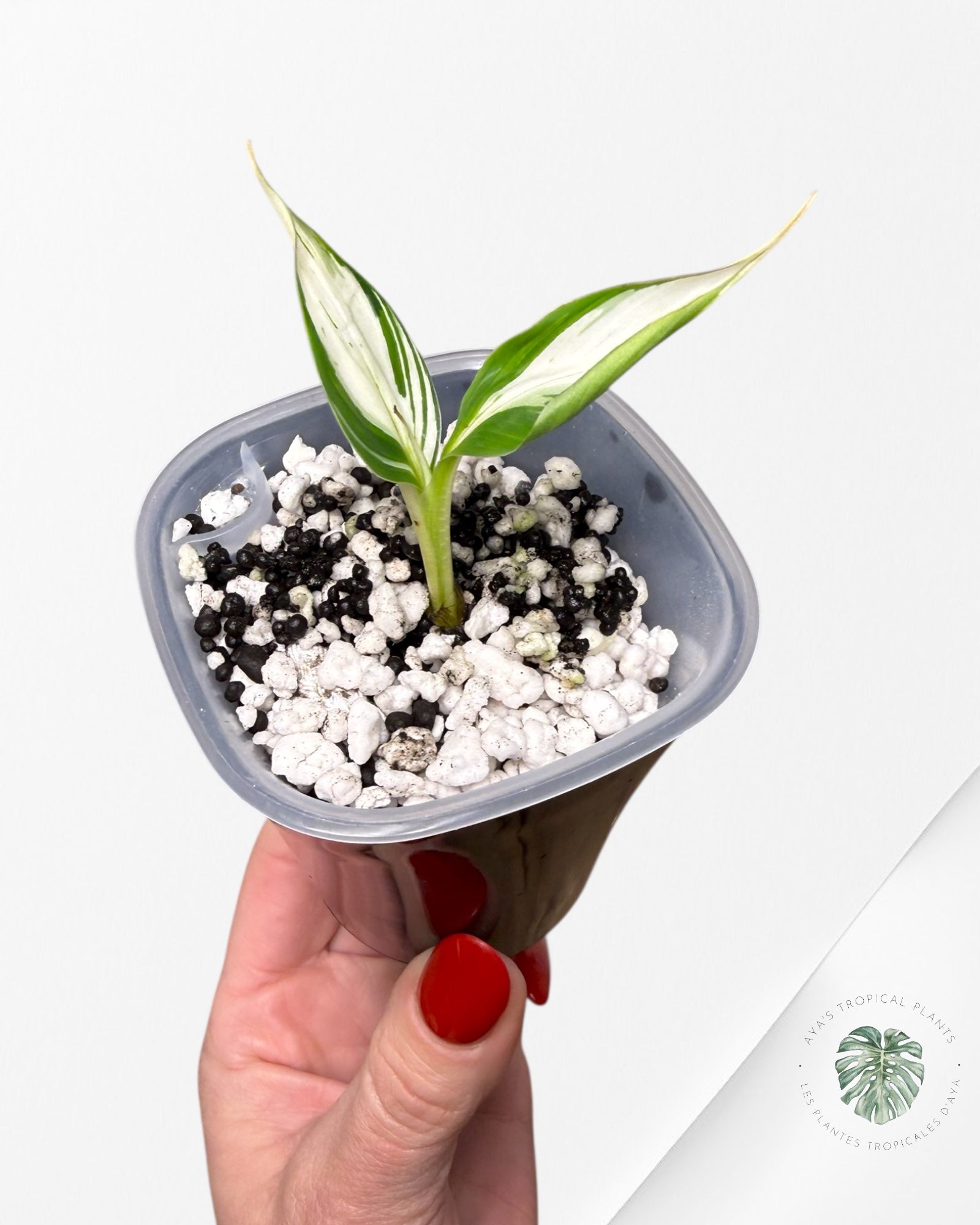 Bananier panaché Musa Florida | Plante TC rare | Plantes tropicales d'Aya