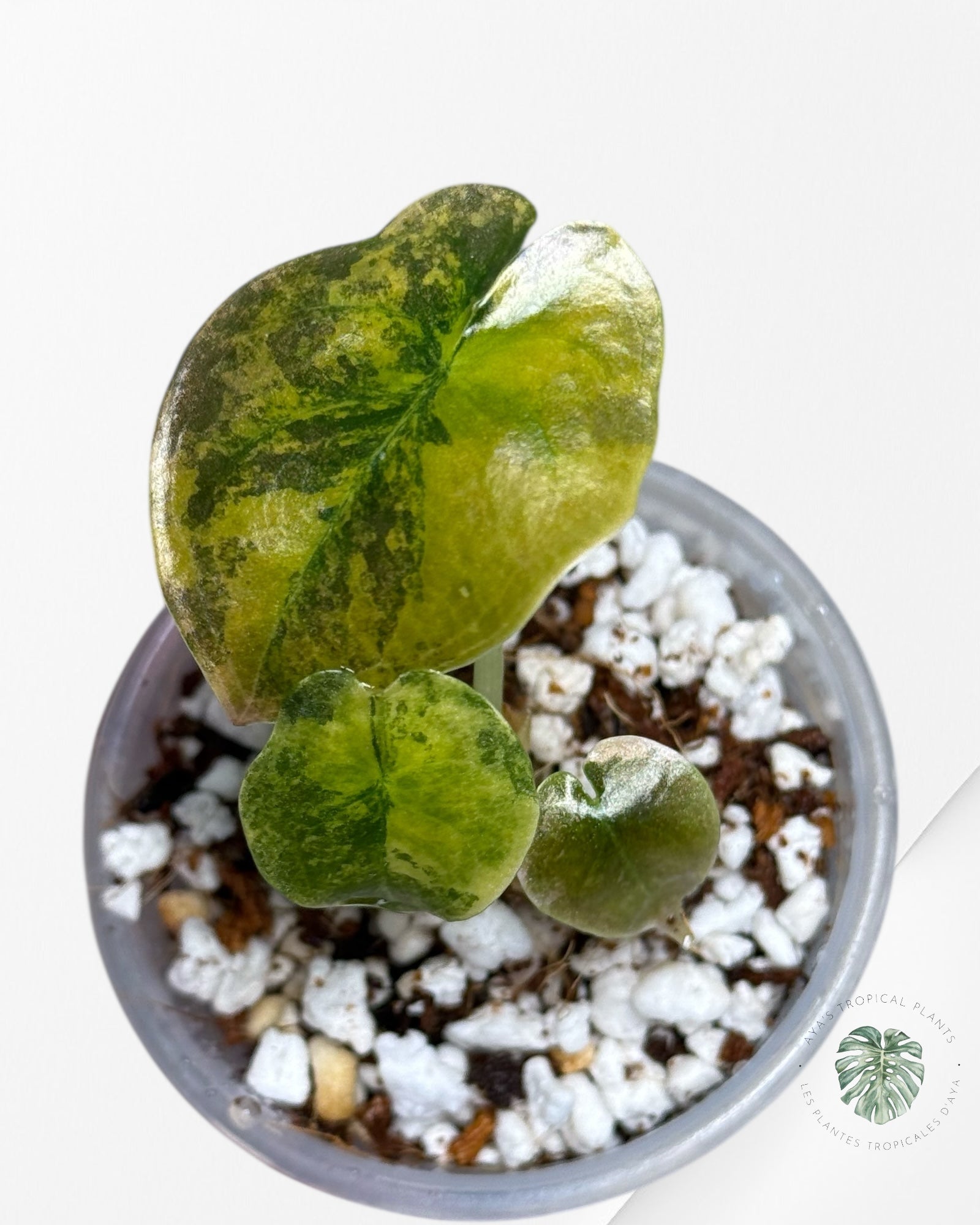 Alocasia Cuprea Golden Latte Variegated | Rare TC Plant| Aya's Tropical Plants