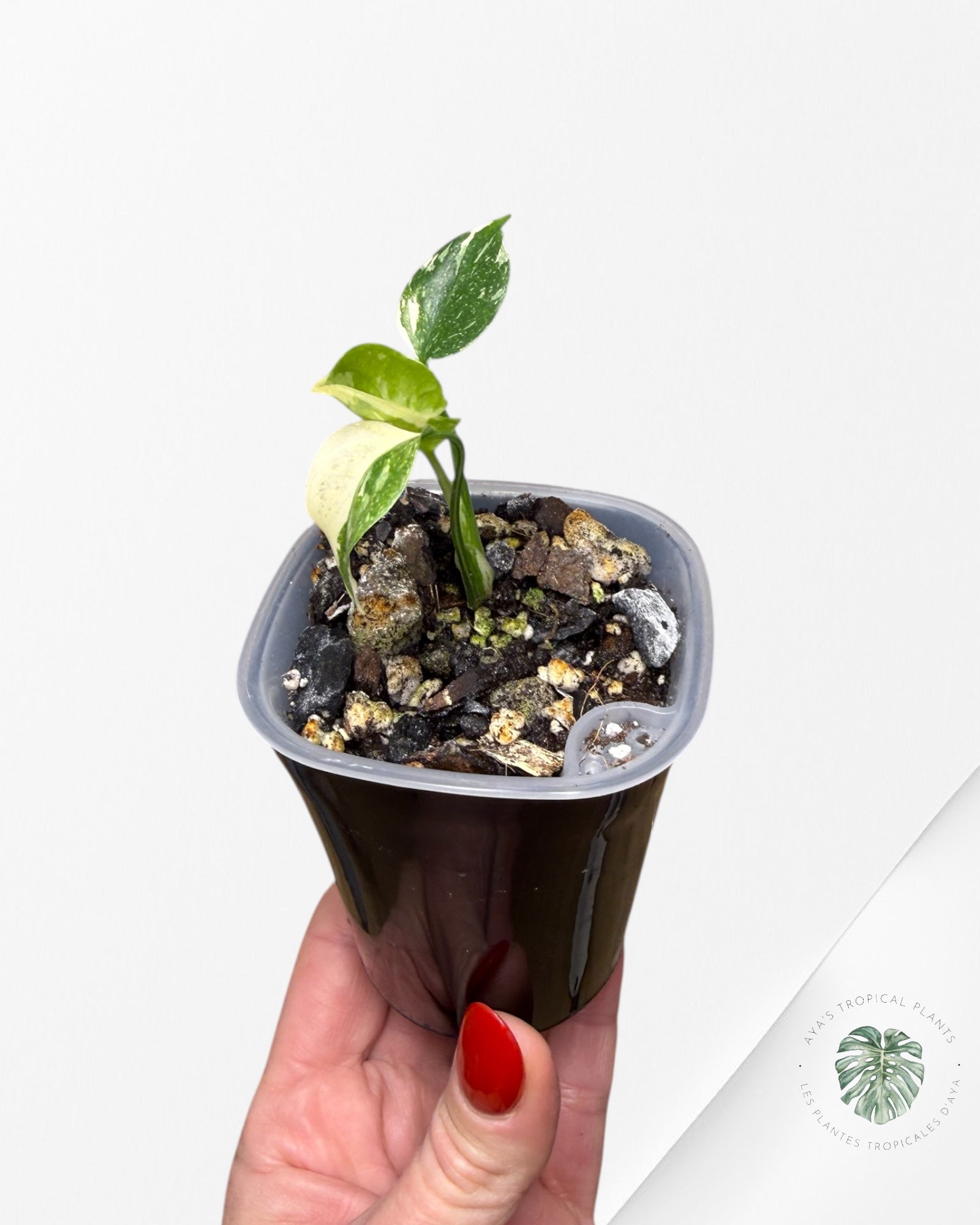 Monstera Thai Constellation Creme Brûlée