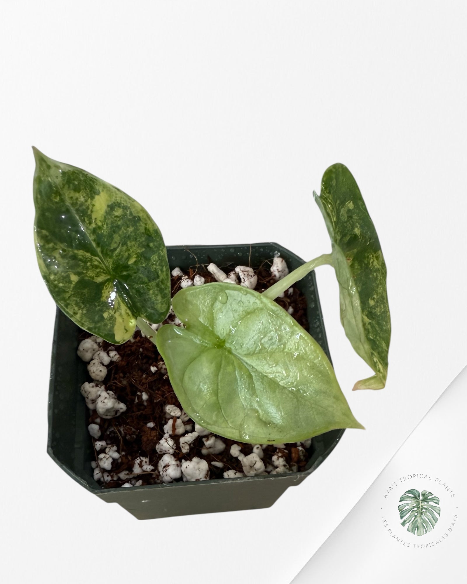 Alocasia Dragon Scale Variegated Aurea -Z