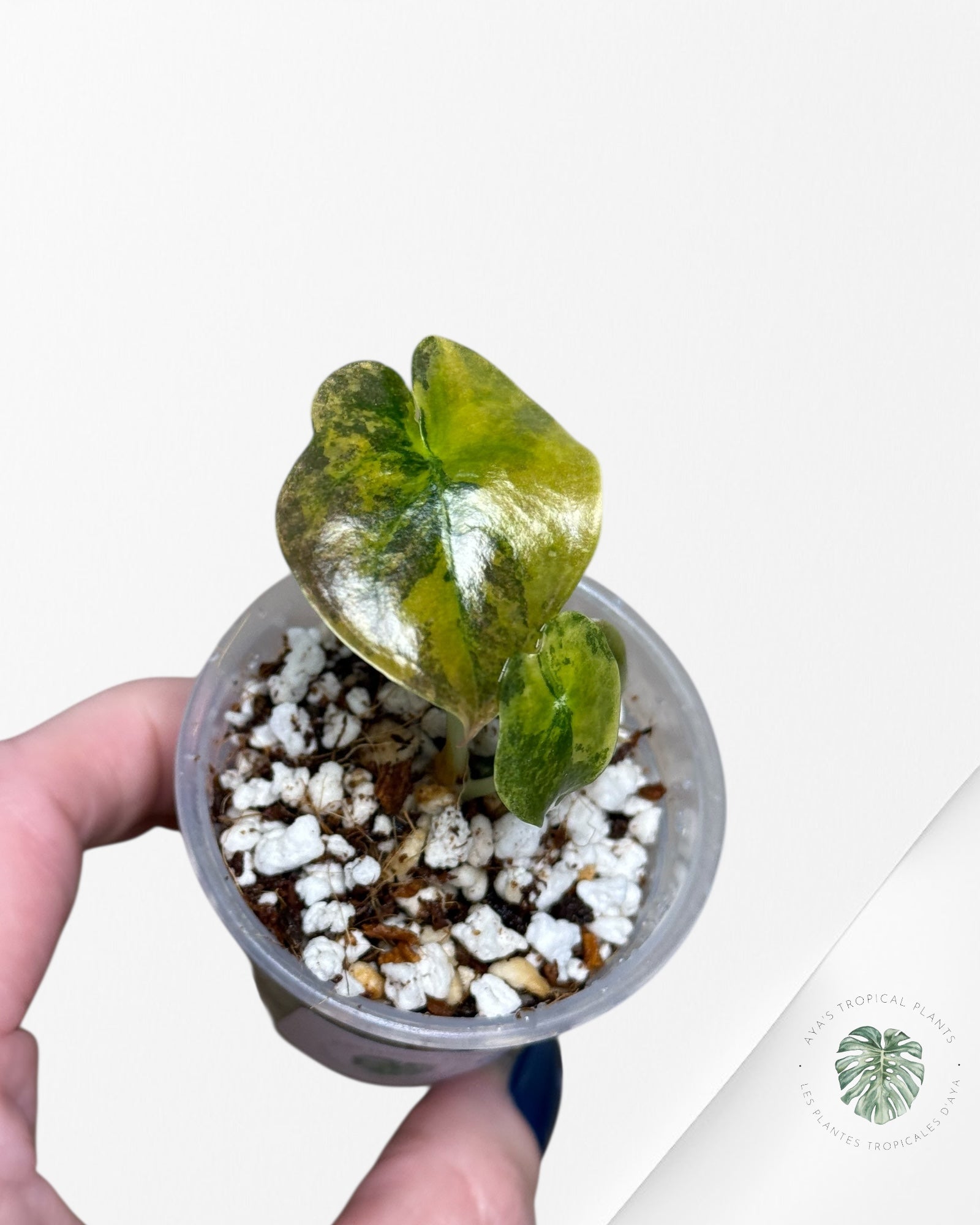 Alocasia Cuprea Golden Latte Variegated | Rare TC Plant| Aya's Tropical Plants