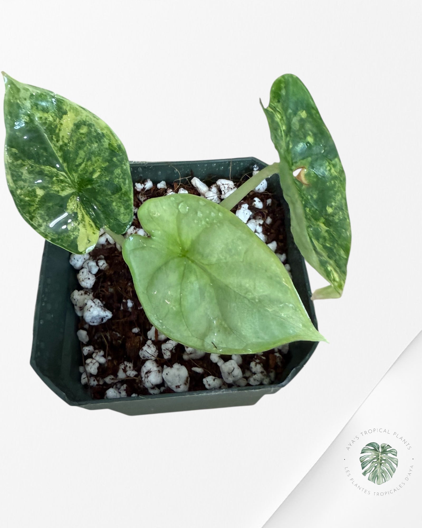 Alocasia Dragon Scale Variegated Aurea -Z