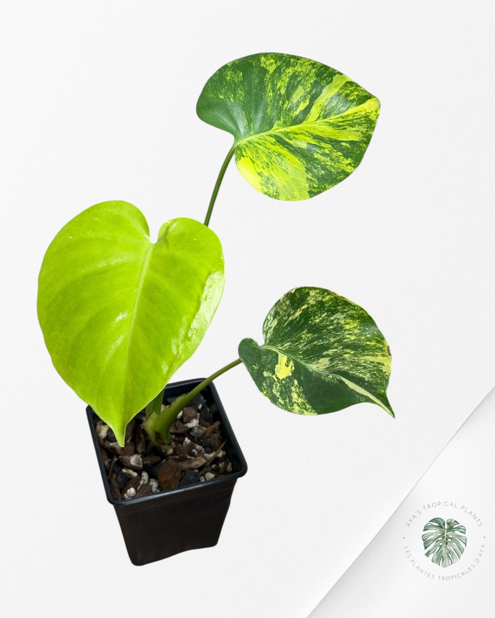 Monstera Deliciosa Yellow 'Marilyn' variegated