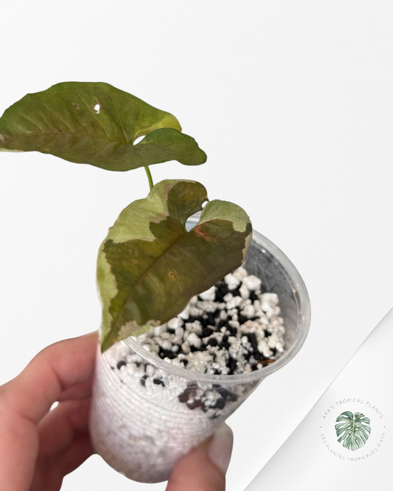 Syngonium Chocolate Confetti-LA3
