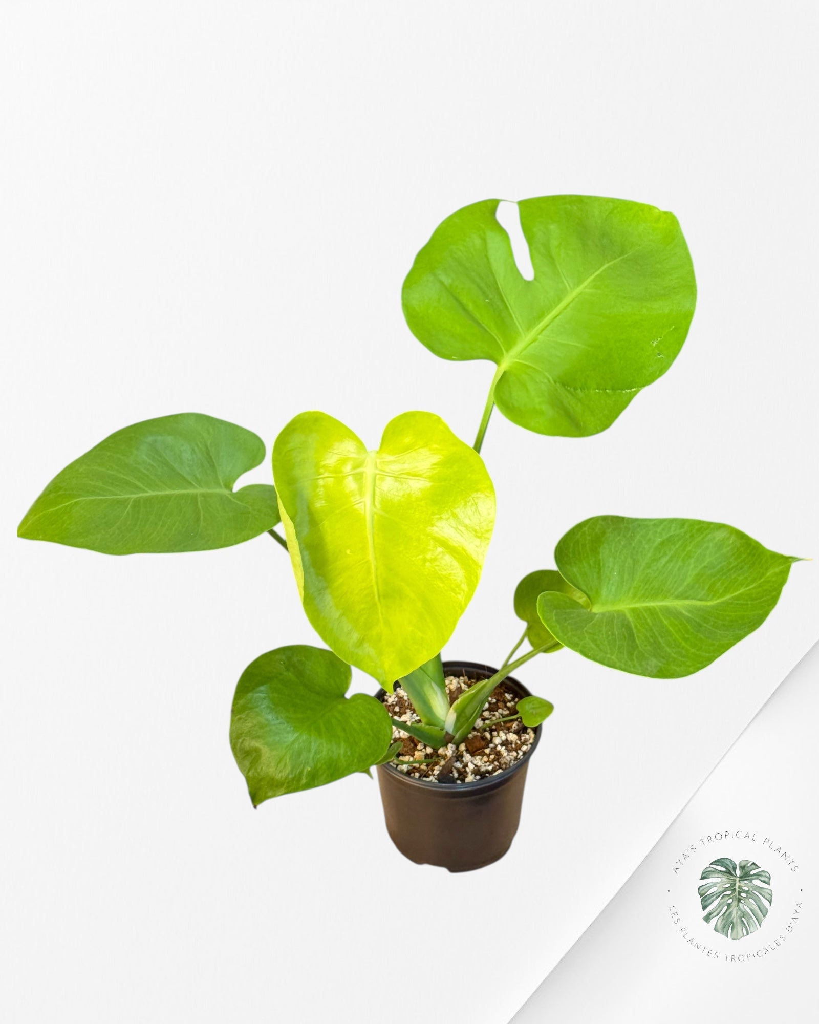 Monstera deliciosa 'Lemon Lime' - F4