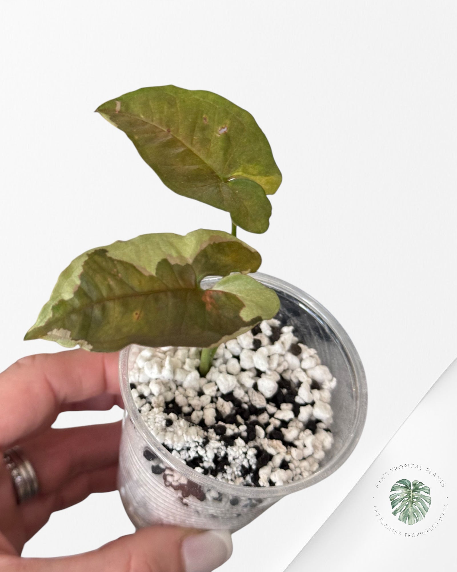Syngonium Chocolate Confetti-LA3