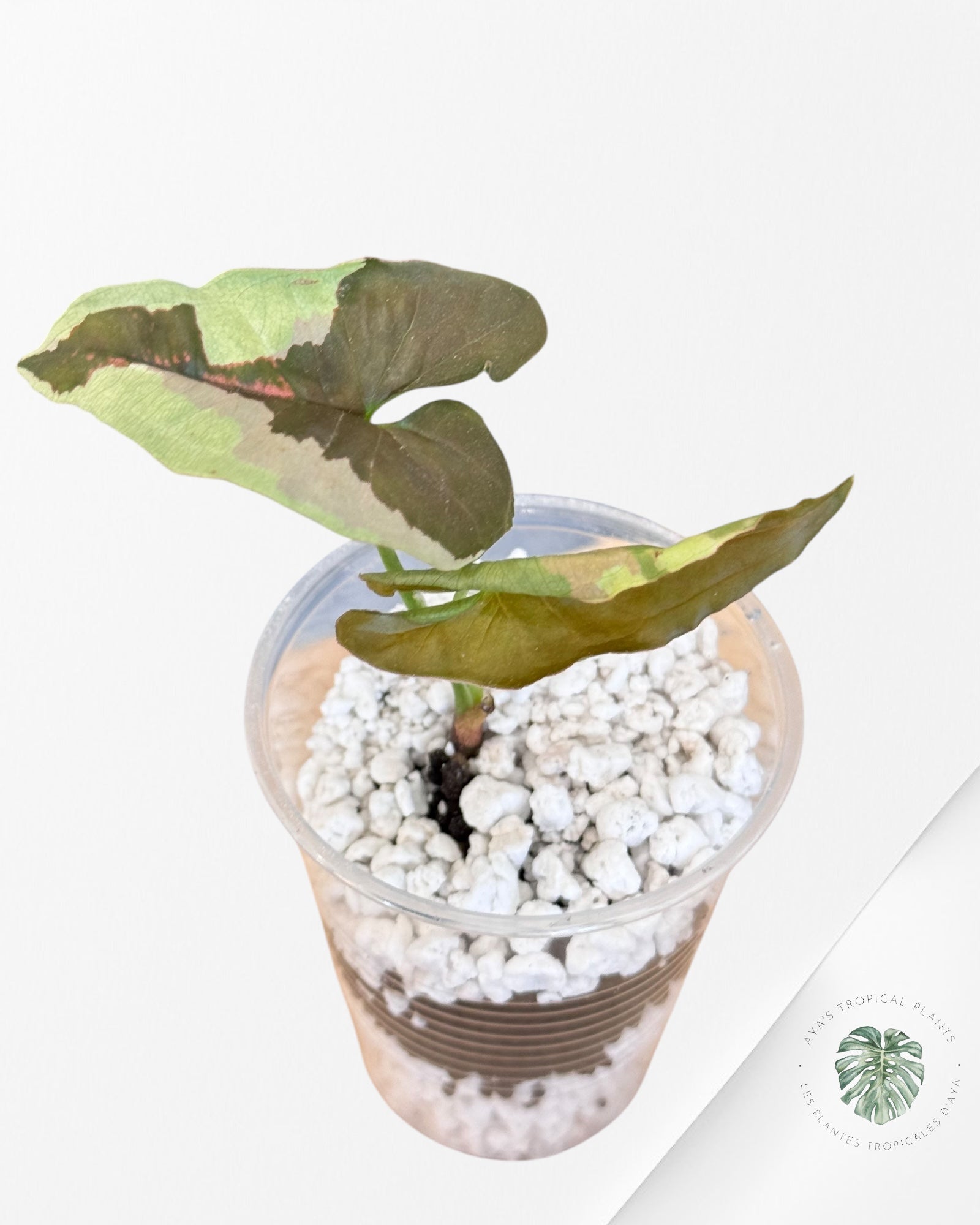Syngonium Chocolate Confetti-LA2