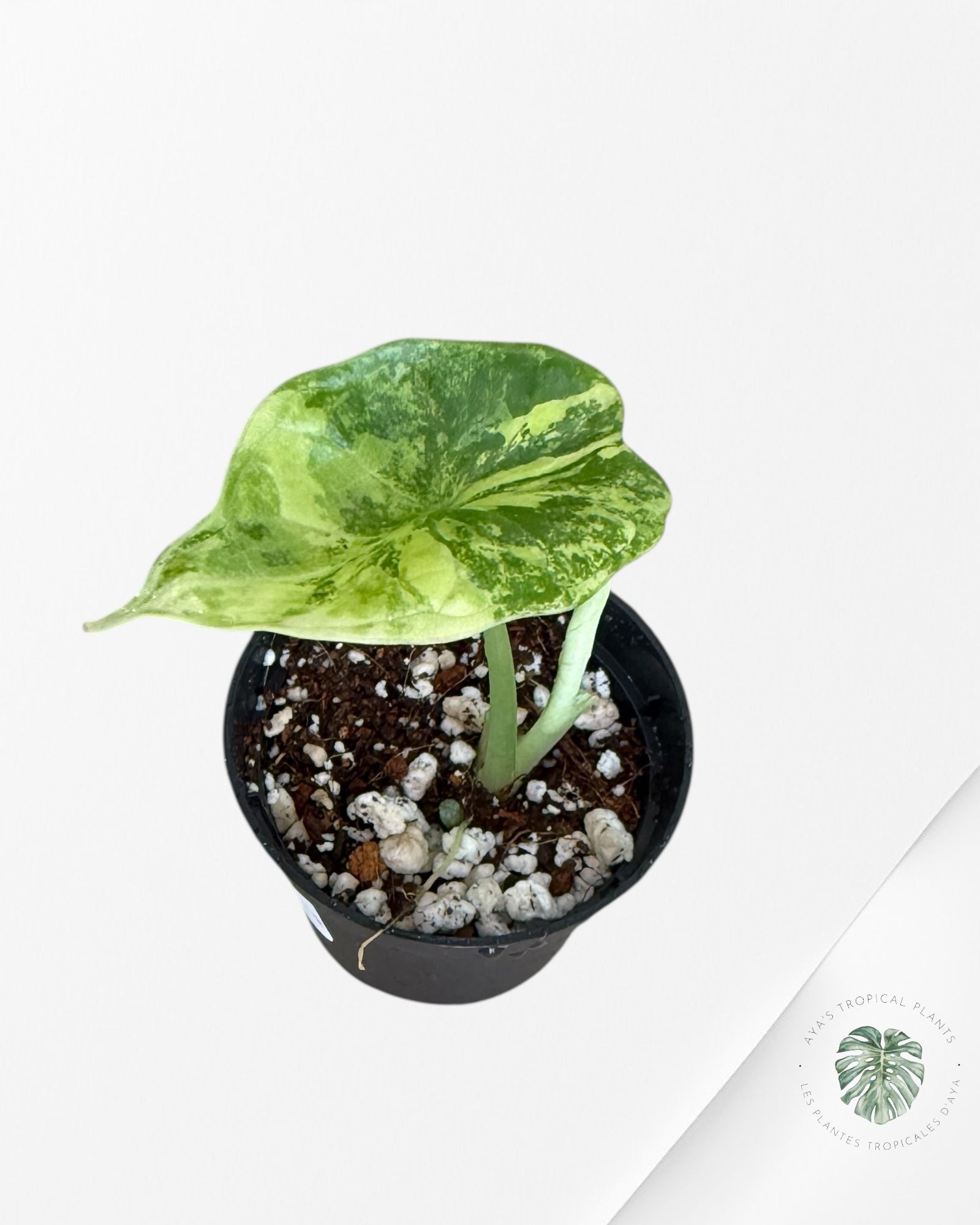 Alocasia Dragon Scale Variegated Aurea -U