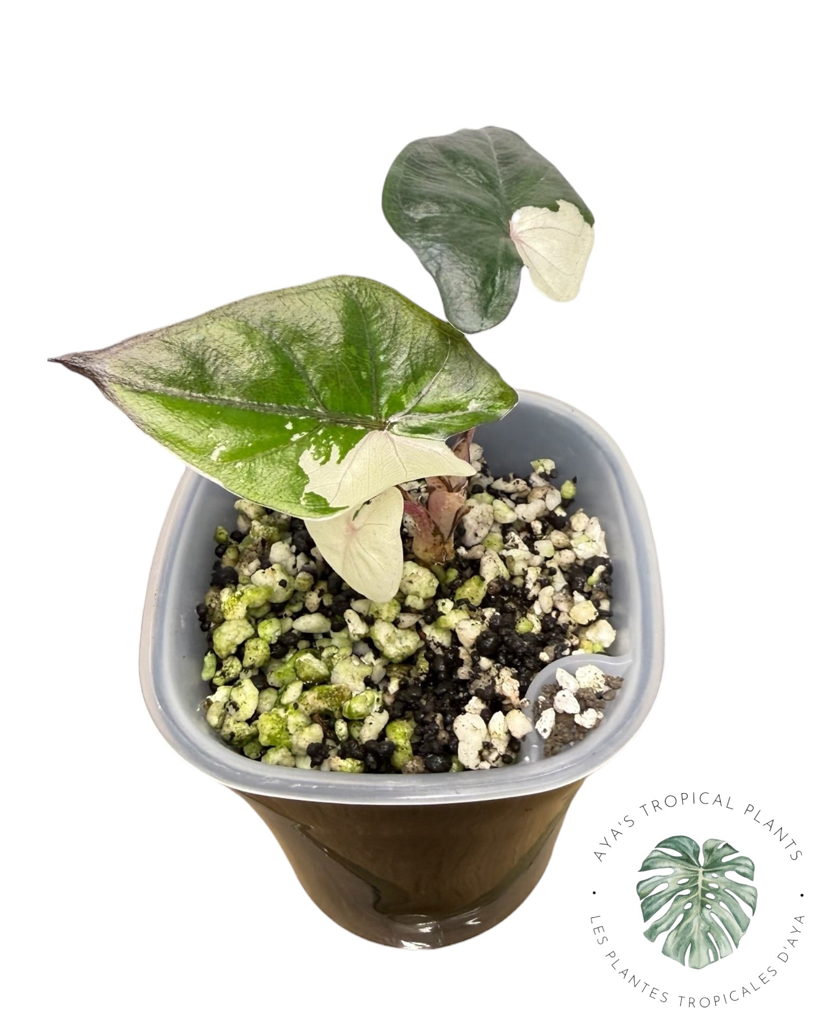 Alocasia Yucatan Princess Panachée