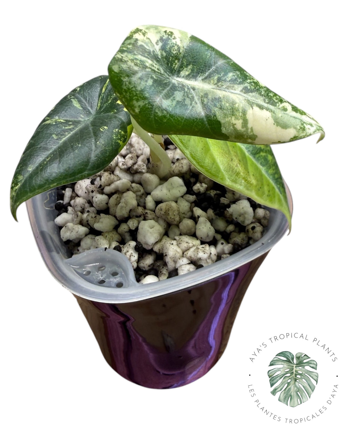 Alocasia Maharani Golden Lime