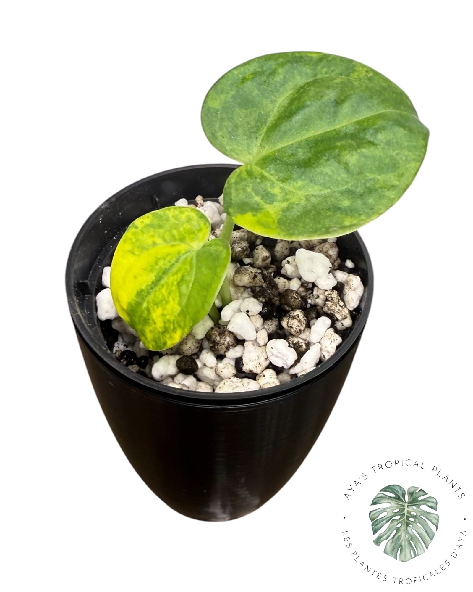 T.C. Anthurium