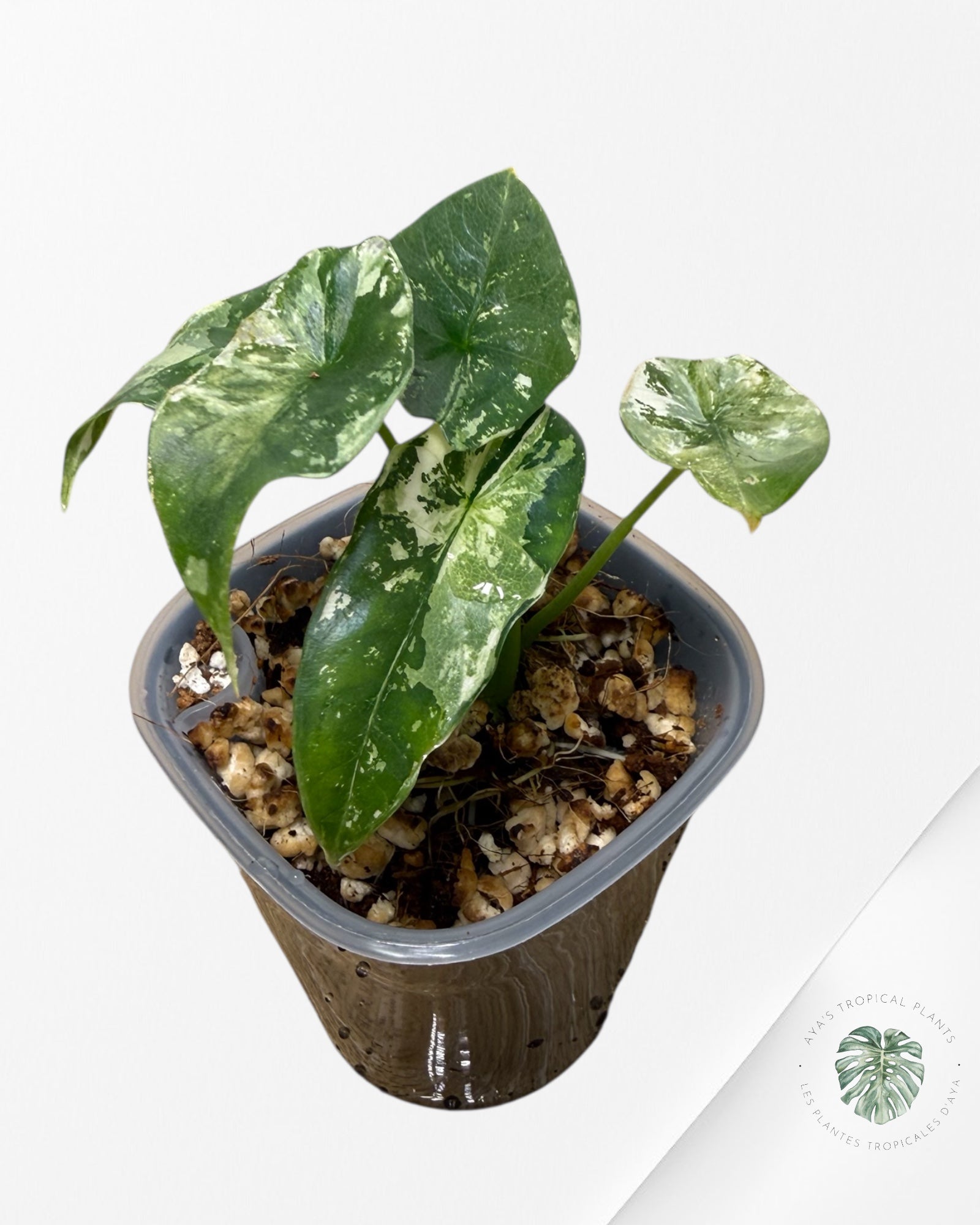 Alocasia Simpo Albo Variegated